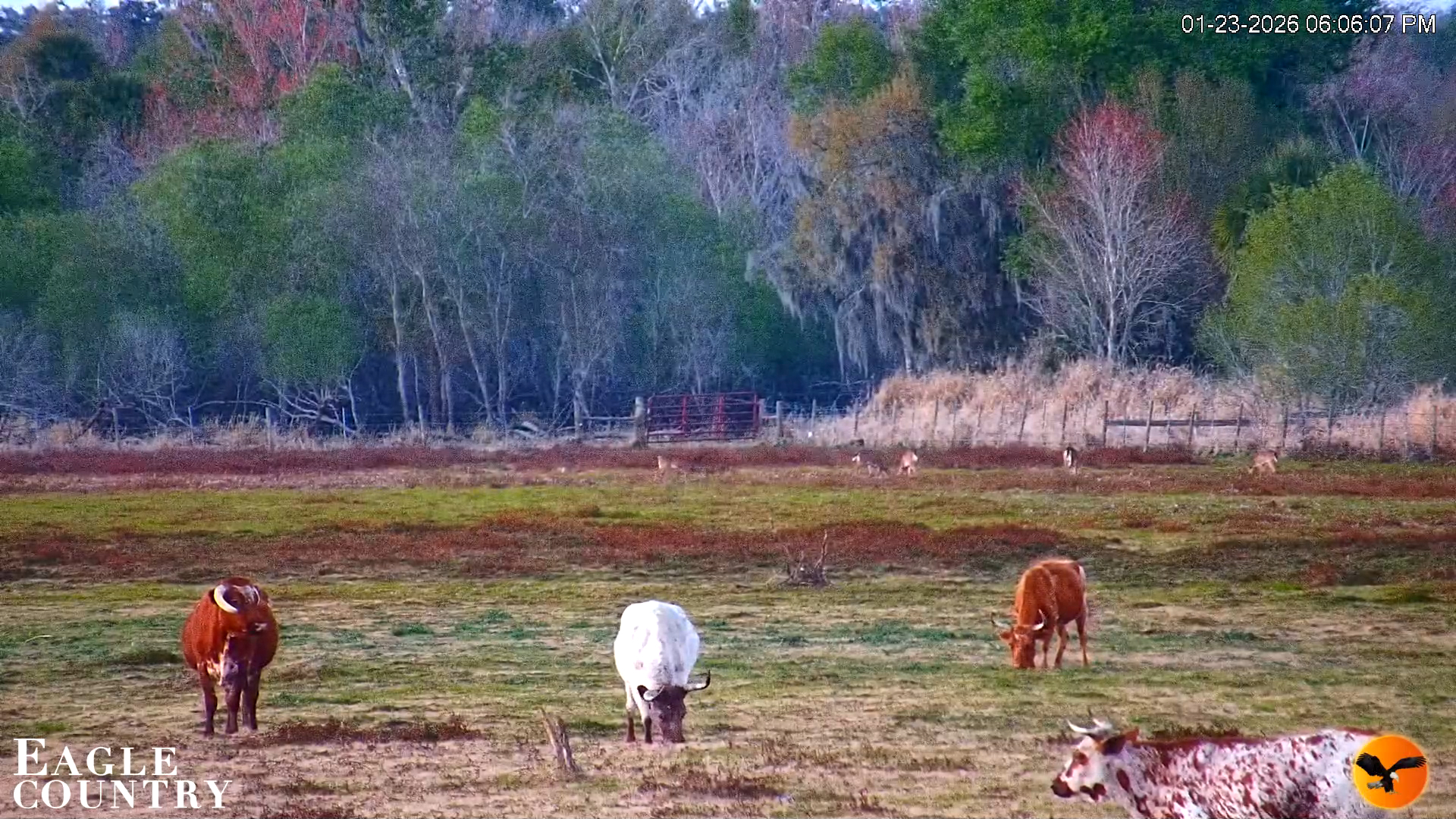 Snapshot of Southwest Florida River Wildlife Live Cams taken Jan 23, 2026, 6:07pm EST