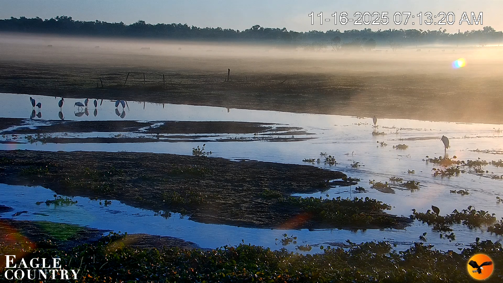 Snapshot of Southwest Florida River Wildlife Live Cams taken Nov 16, 2025, 7:14am EST