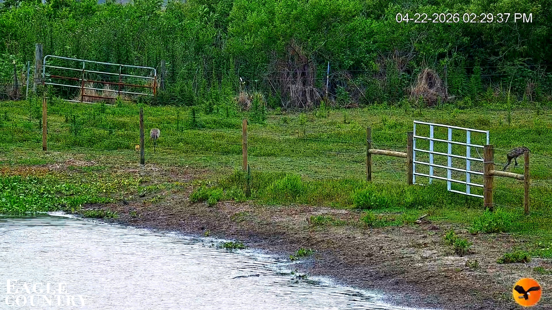 Snapshot of Southwest Florida River Wildlife Live Cams taken Apr 22, 2026, 2:30pm EDT