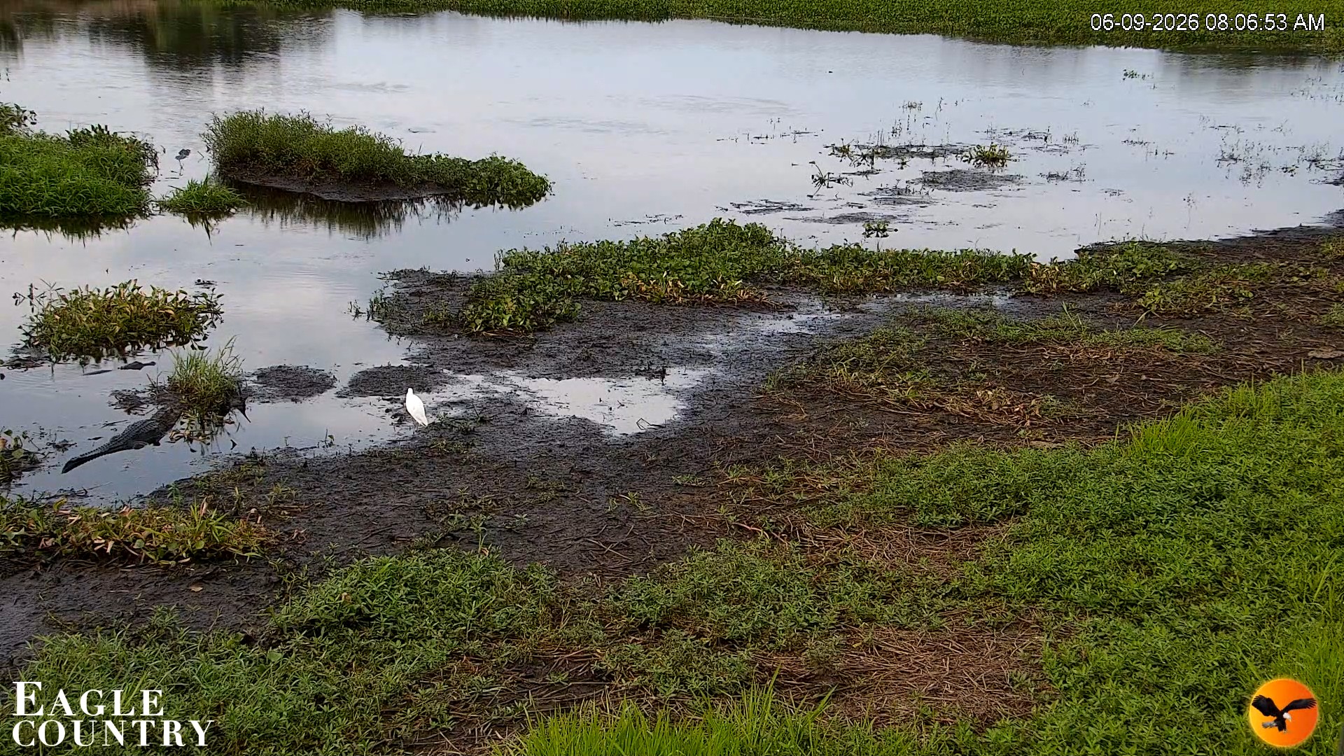 Snapshot of Southwest Florida River Wildlife Live Cams taken Jun 9, 2026, 8:07am EDT