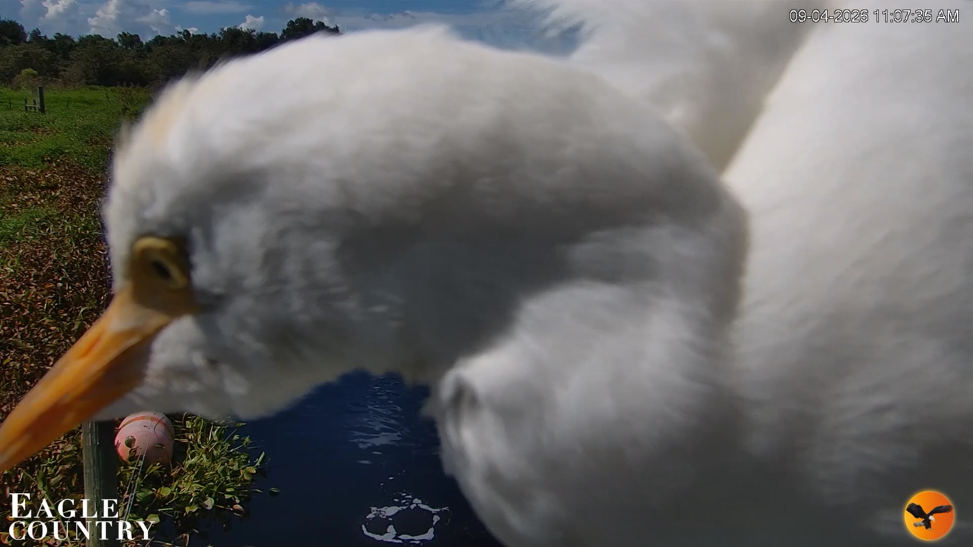 Snapshot of Southwest Florida River Wildlife Live Cams taken Sep 4, 2026, 11:08am EDT