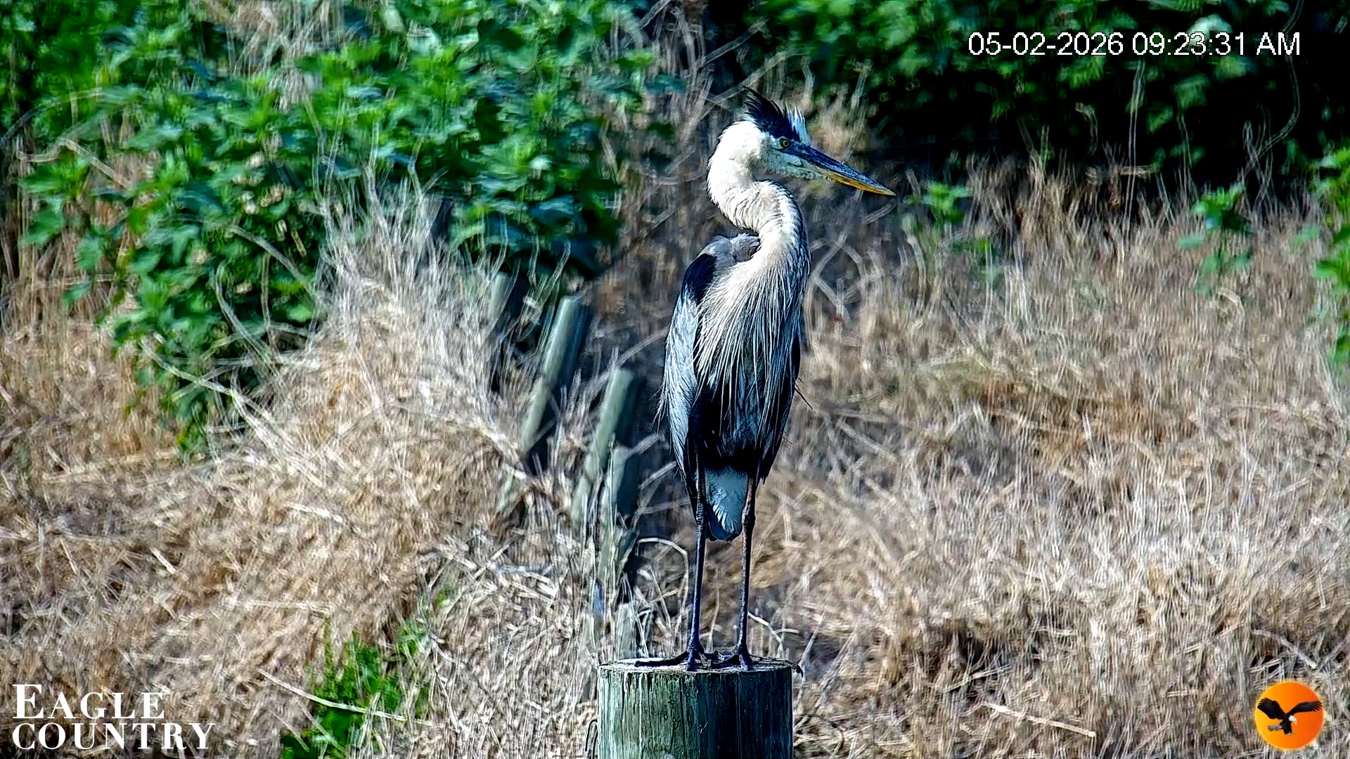Snapshot of Southwest Florida River Wildlife Live Cams taken May 2, 2026, 1:20pm EDT