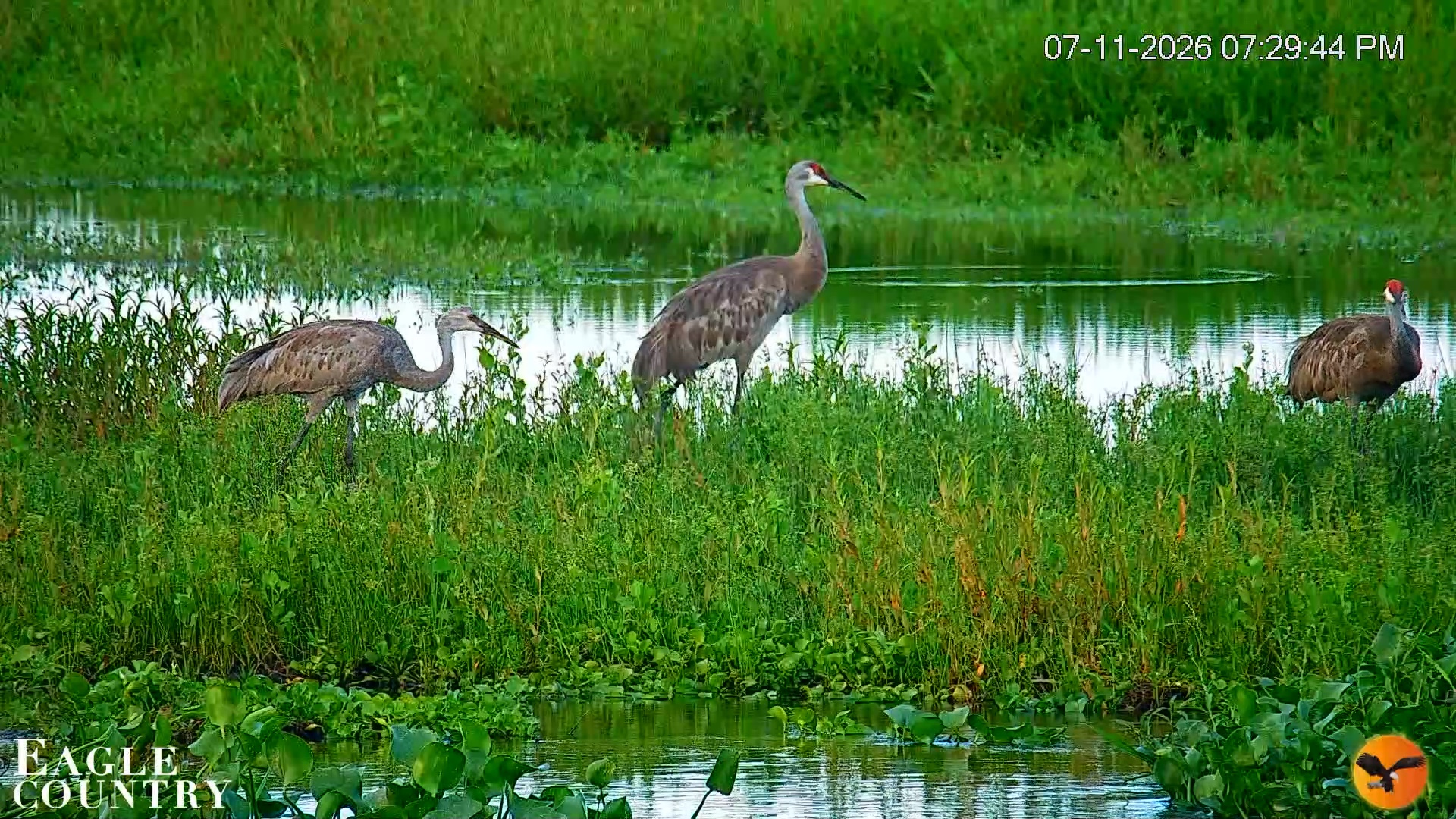 Snapshot of Southwest Florida River Wildlife Live Cams taken Jul 11, 2026, 7:30pm EDT