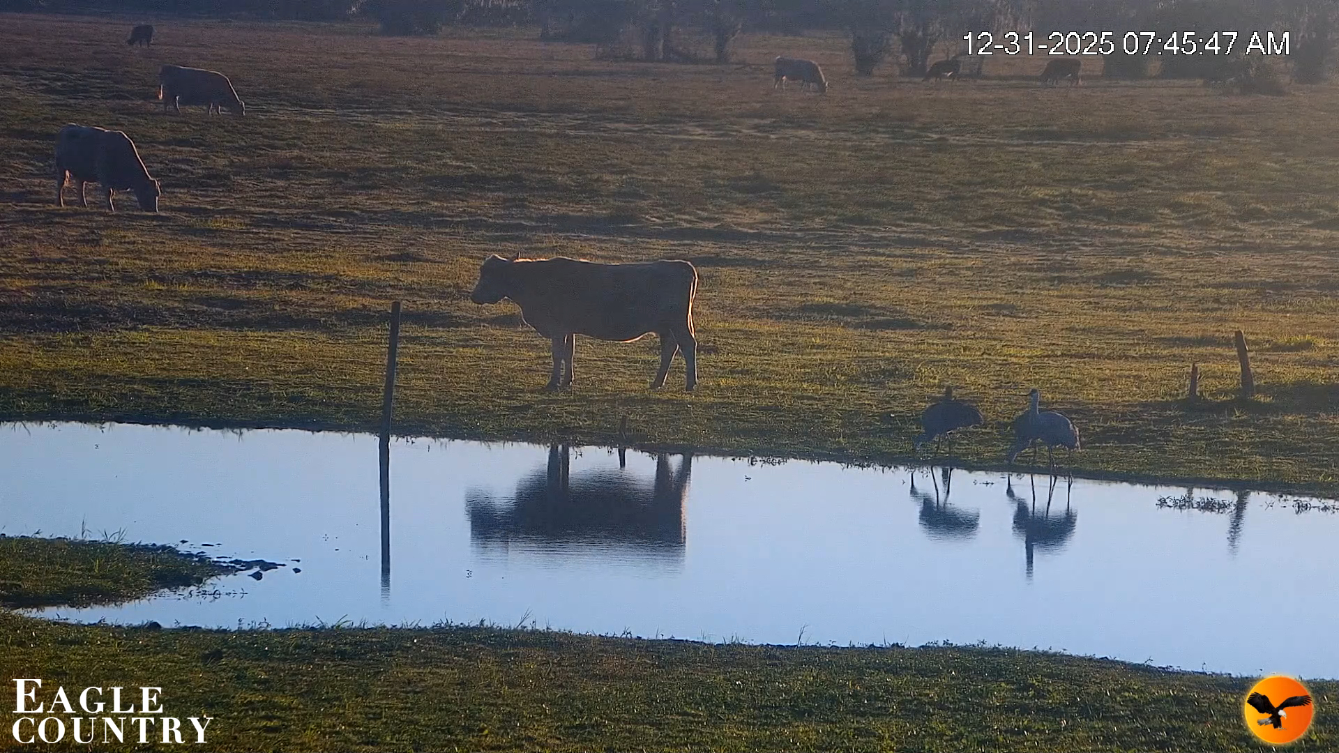 Snapshot of Southwest Florida River Wildlife Live Cams taken Dec 31, 2025, 7:45am EST