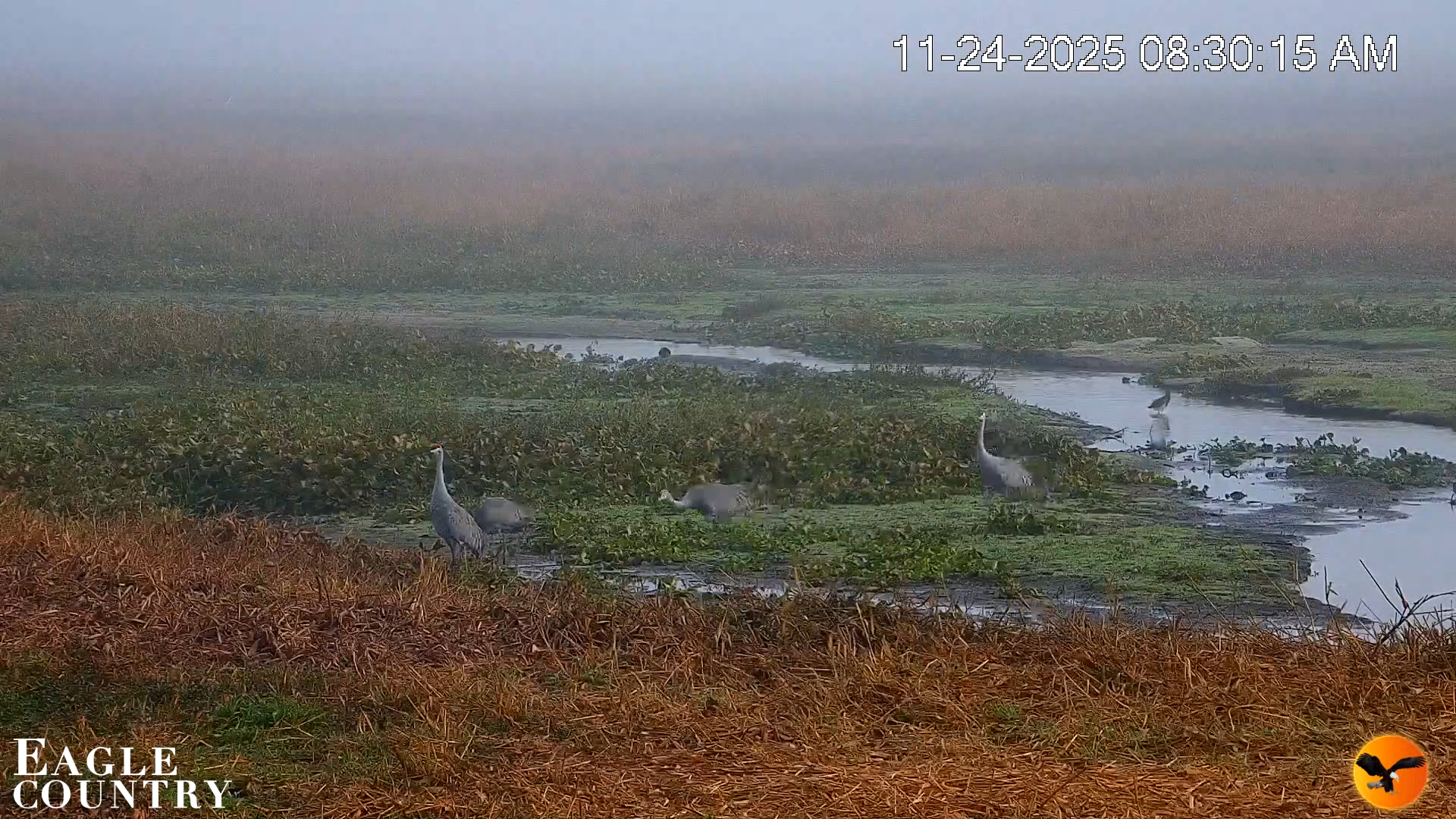 Snapshot of Southwest Florida River Wildlife Live Cams taken Nov 24, 2025, 8:31am EST