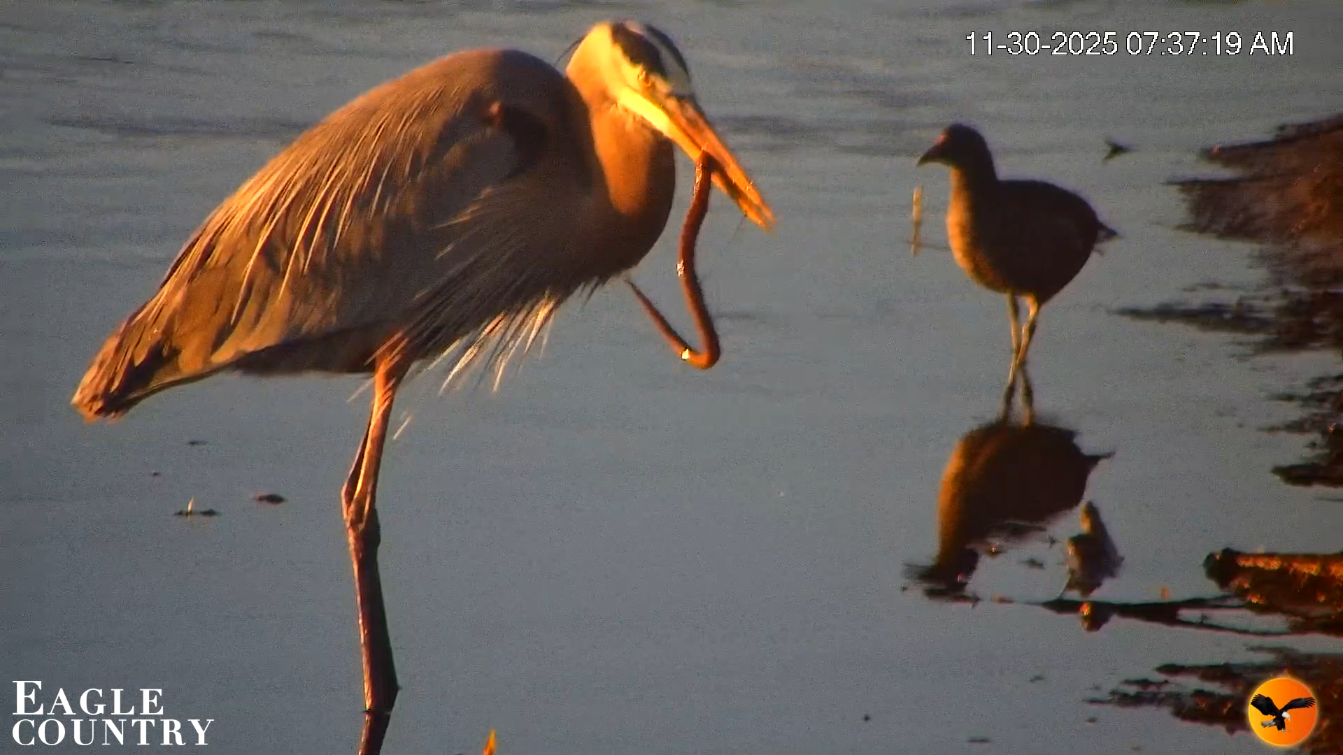 Snapshot of Southwest Florida River Wildlife Live Cams taken Nov 30, 2025, 8:34am EST