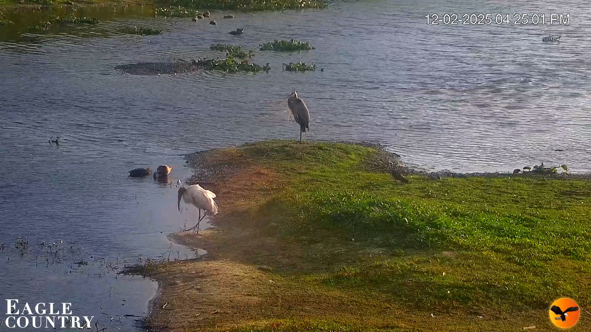 Snapshot of Southwest Florida River Wildlife Live Cams taken Dec 2, 2025, 4:26pm EST