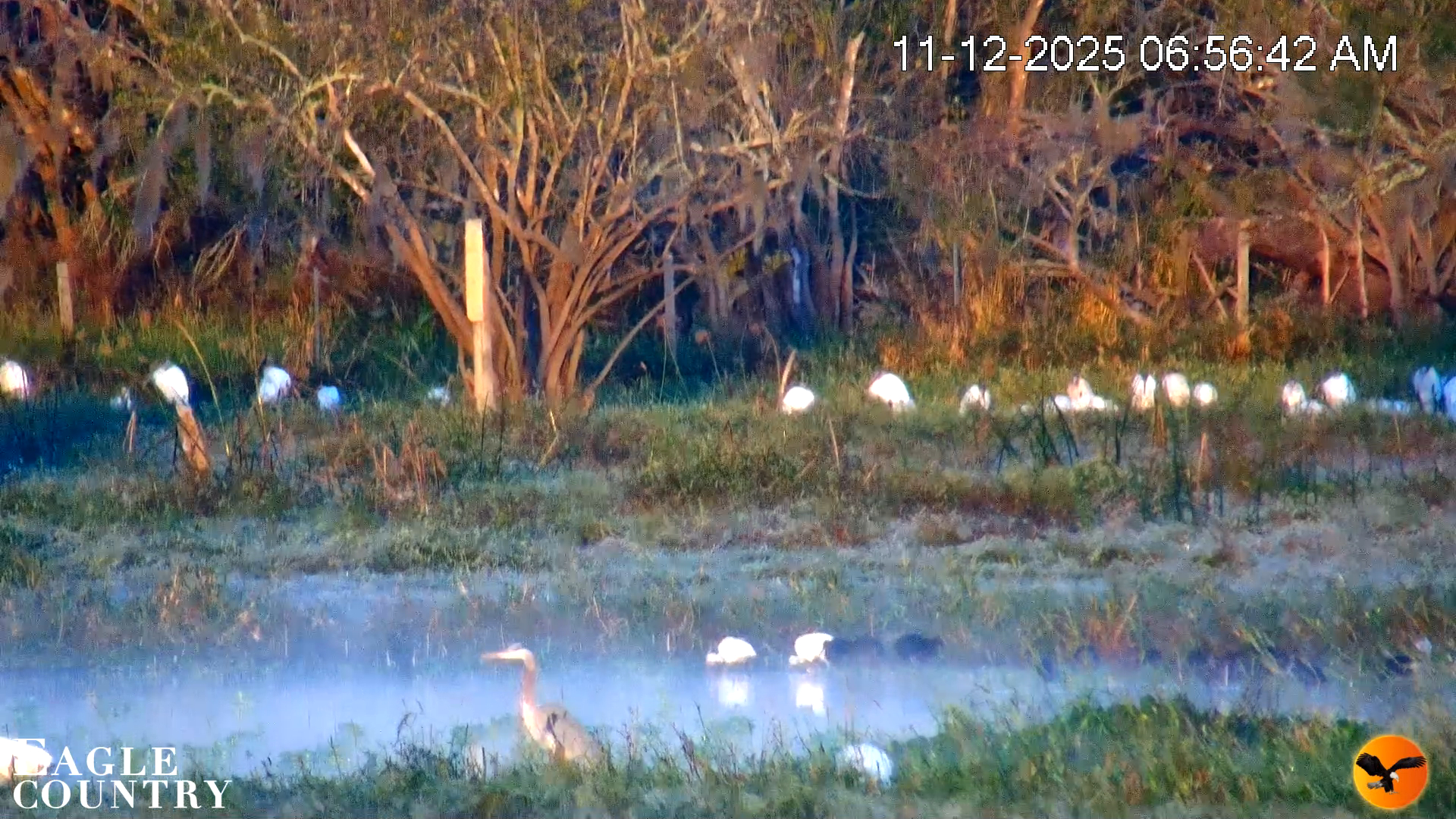 Snapshot of Southwest Florida River Wildlife Live Cams taken Nov 12, 2025, 6:57am EST