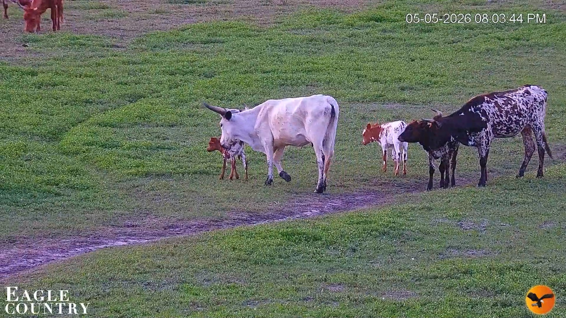 Snapshot of Southwest Florida River Wildlife Live Cams taken May 5, 2026, 8:05pm EDT