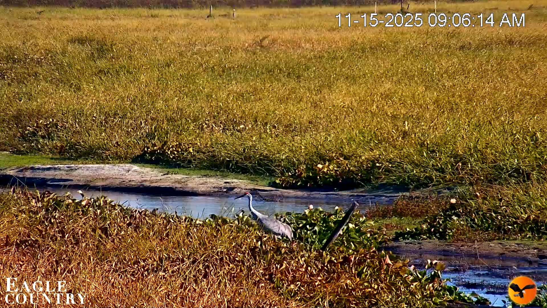 Snapshot of Southwest Florida River Wildlife Live Cams taken Nov 15, 2025, 9:07am EST