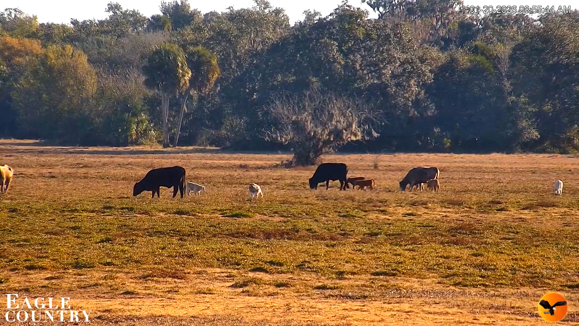 Snapshot of Southwest Florida River Wildlife Live Cams taken Jan 20, 2026, 8:56am EST