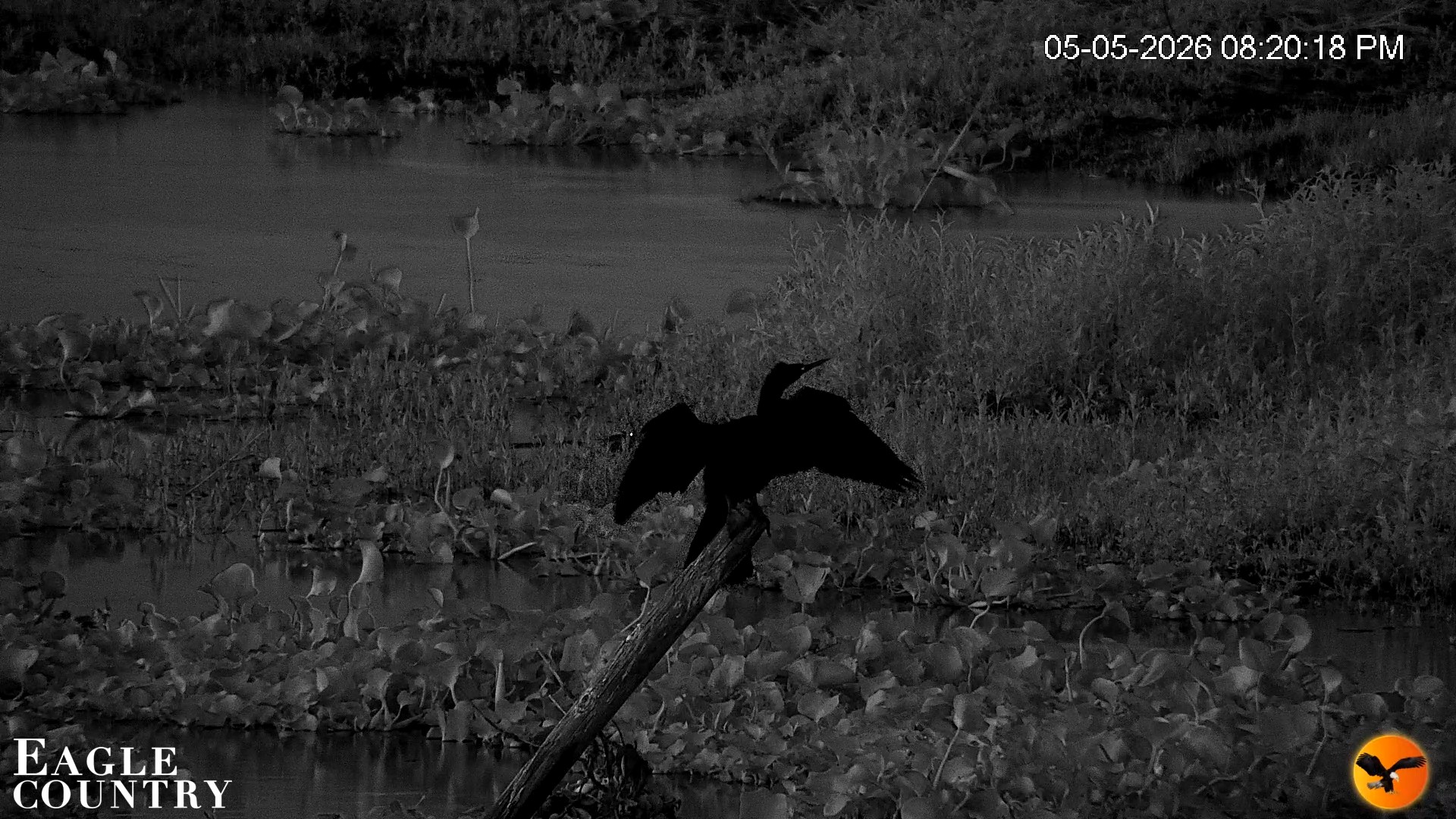 Snapshot of Southwest Florida River Wildlife Live Cams taken May 5, 2026, 10:36pm EDT