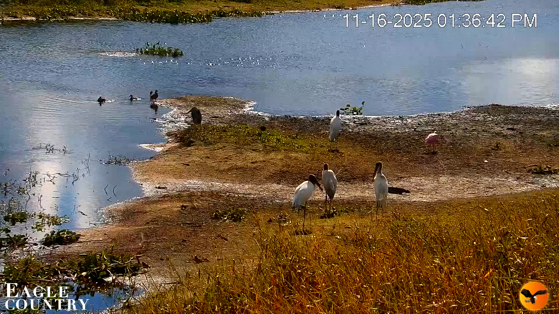Snapshot of Southwest Florida River Wildlife Live Cams taken Nov 16, 2025, 1:37pm EST