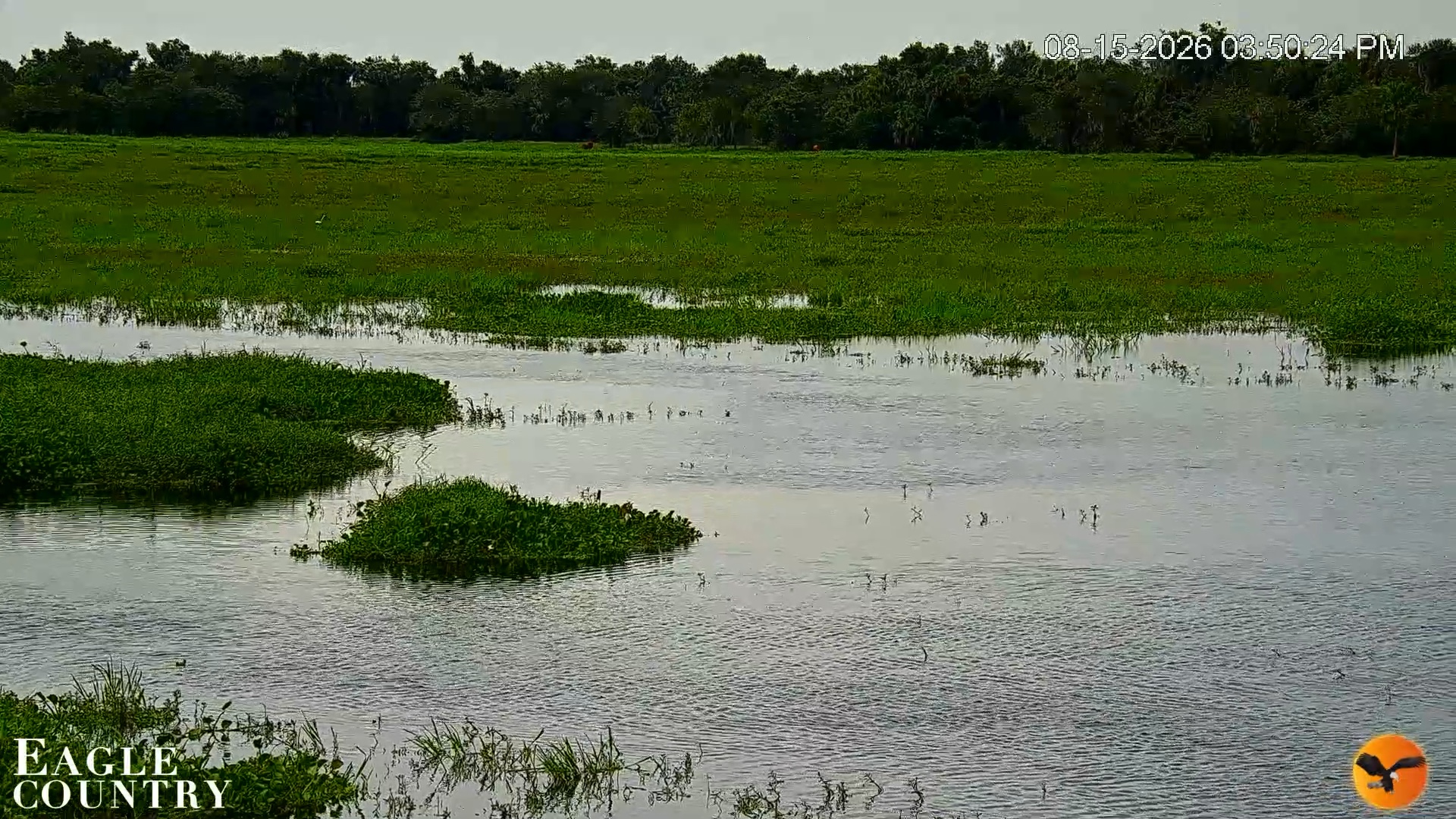 Snapshot of Southwest Florida River Wildlife Live Cams taken Aug 15, 2026, 5:50pm EDT