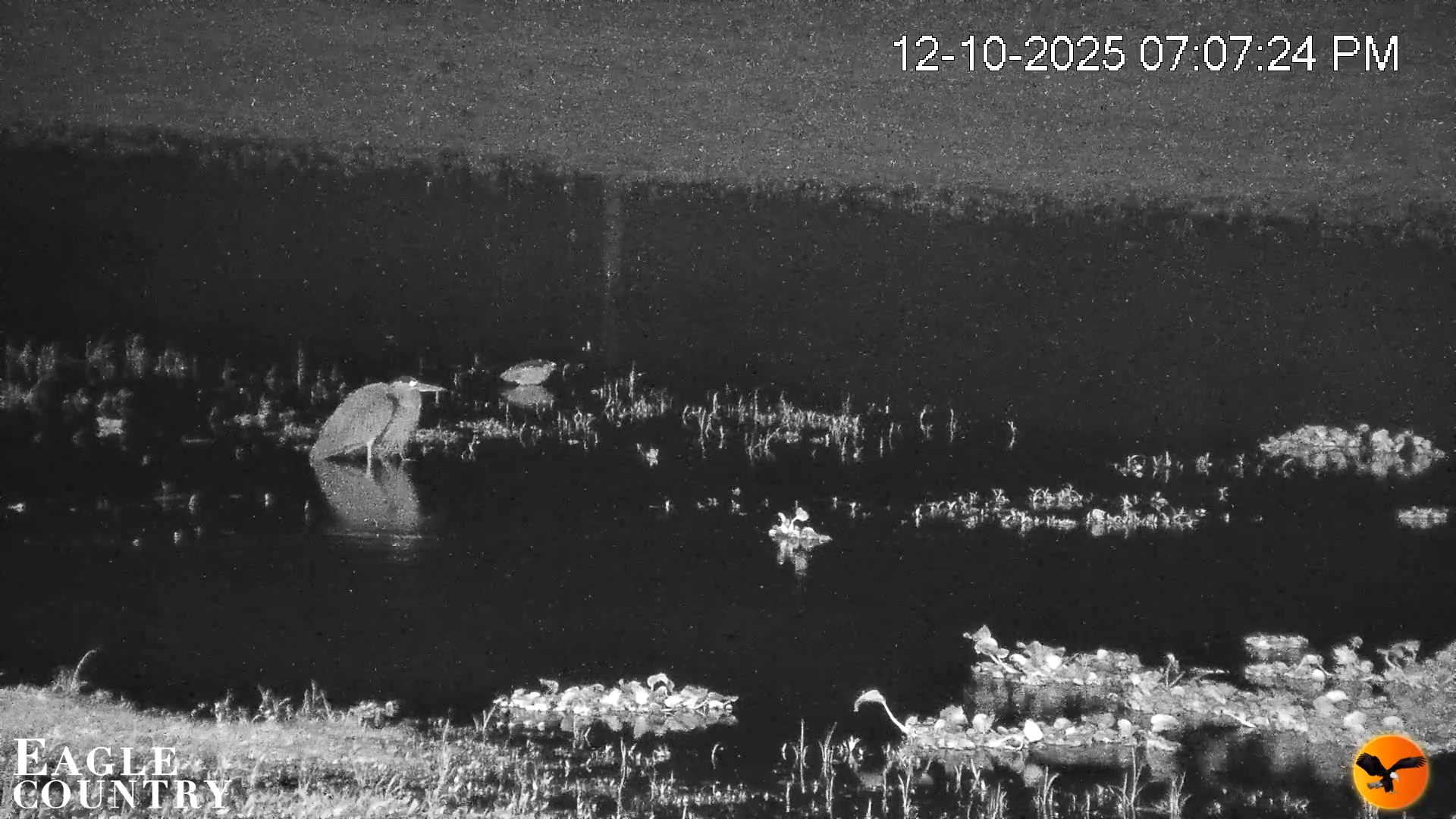 Snapshot of Southwest Florida River Wildlife Live Cams taken Dec 10, 2025, 7:24pm EST