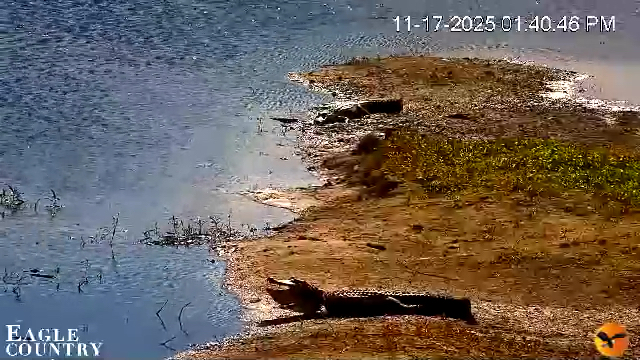 Snapshot of Southwest Florida River Wildlife Live Cams taken Nov 17, 2025, 1:42pm EST