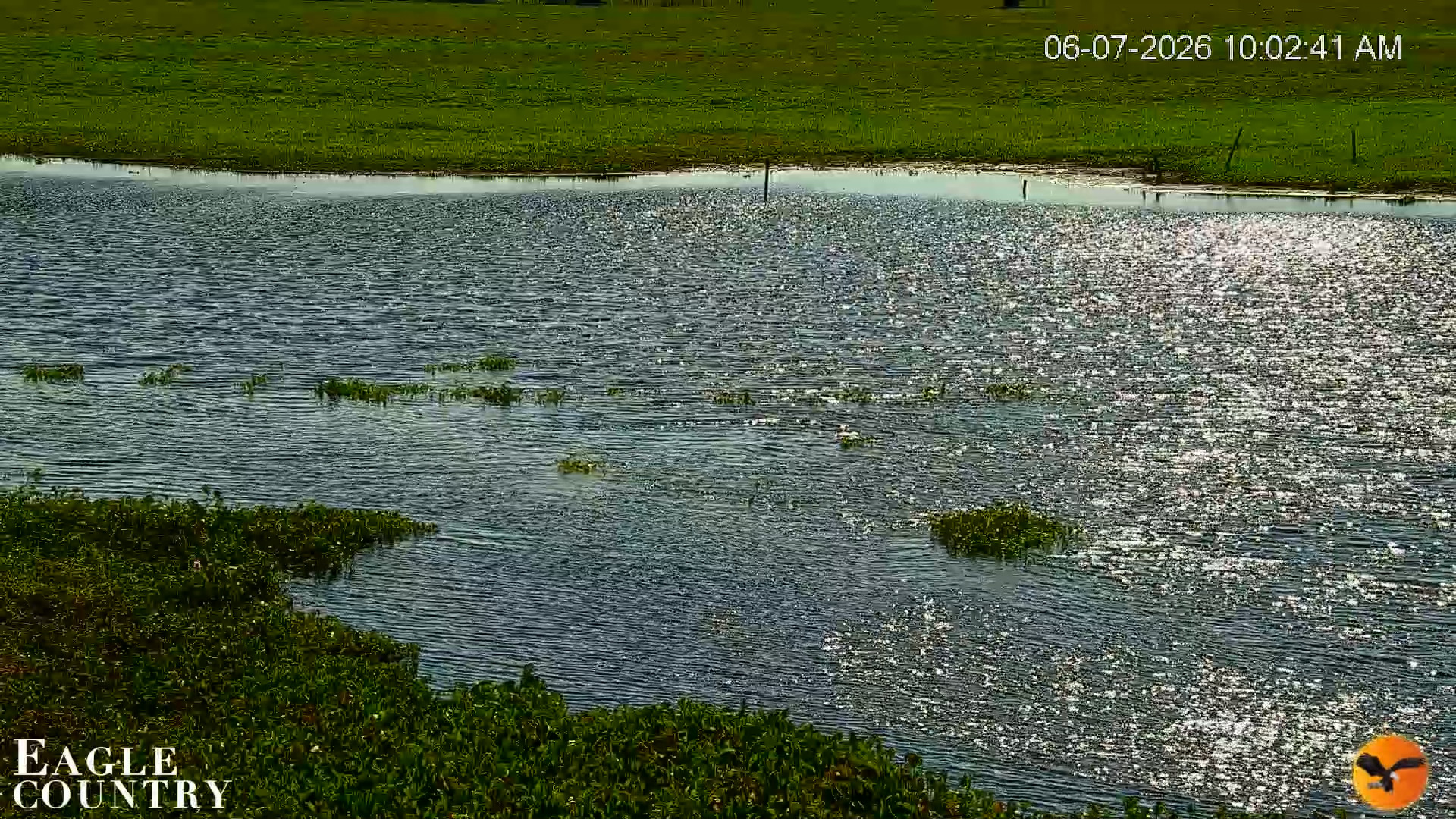 Snapshot of Southwest Florida River Wildlife Live Cams taken Jun 7, 2026, 10:03am EDT
