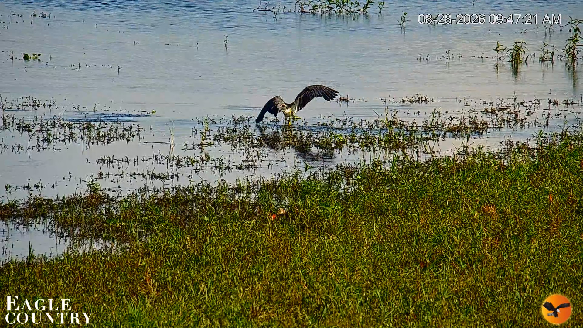 Snapshot of Southwest Florida River Wildlife Live Cams taken Aug 28, 2026, 9:48am EDT