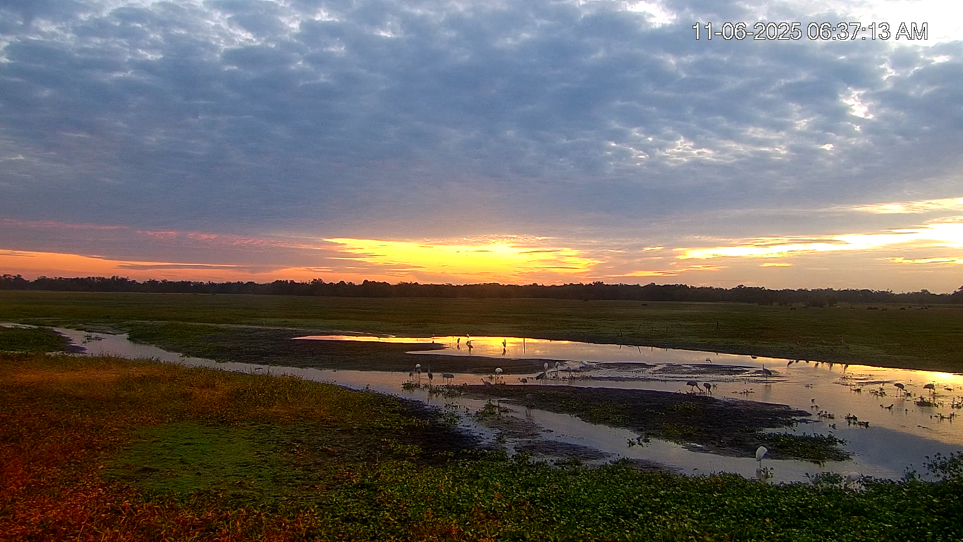 Snapshot of Southwest Florida River Wildlife Live Cams taken Nov 6, 2025, 6:38am EST