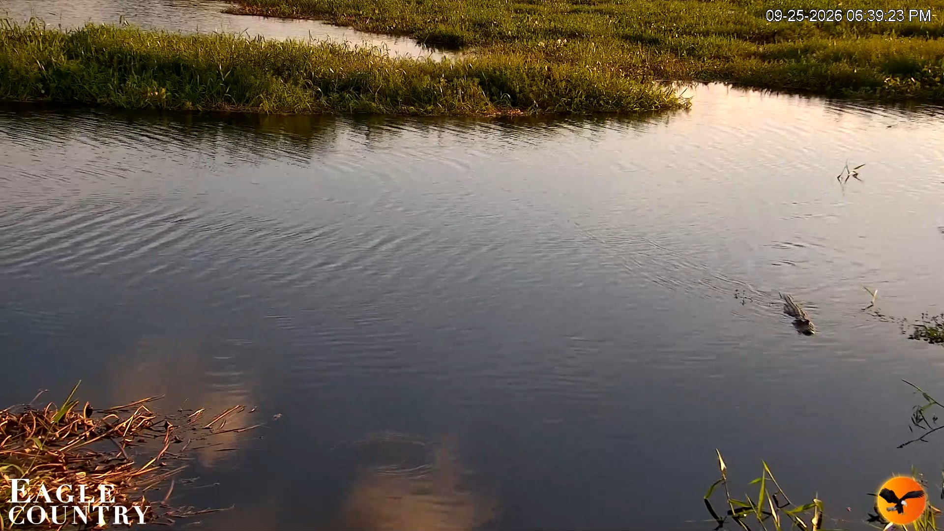 Snapshot of Southwest Florida River Wildlife Live Cams taken Sep 25, 2026, 6:39pm EDT
