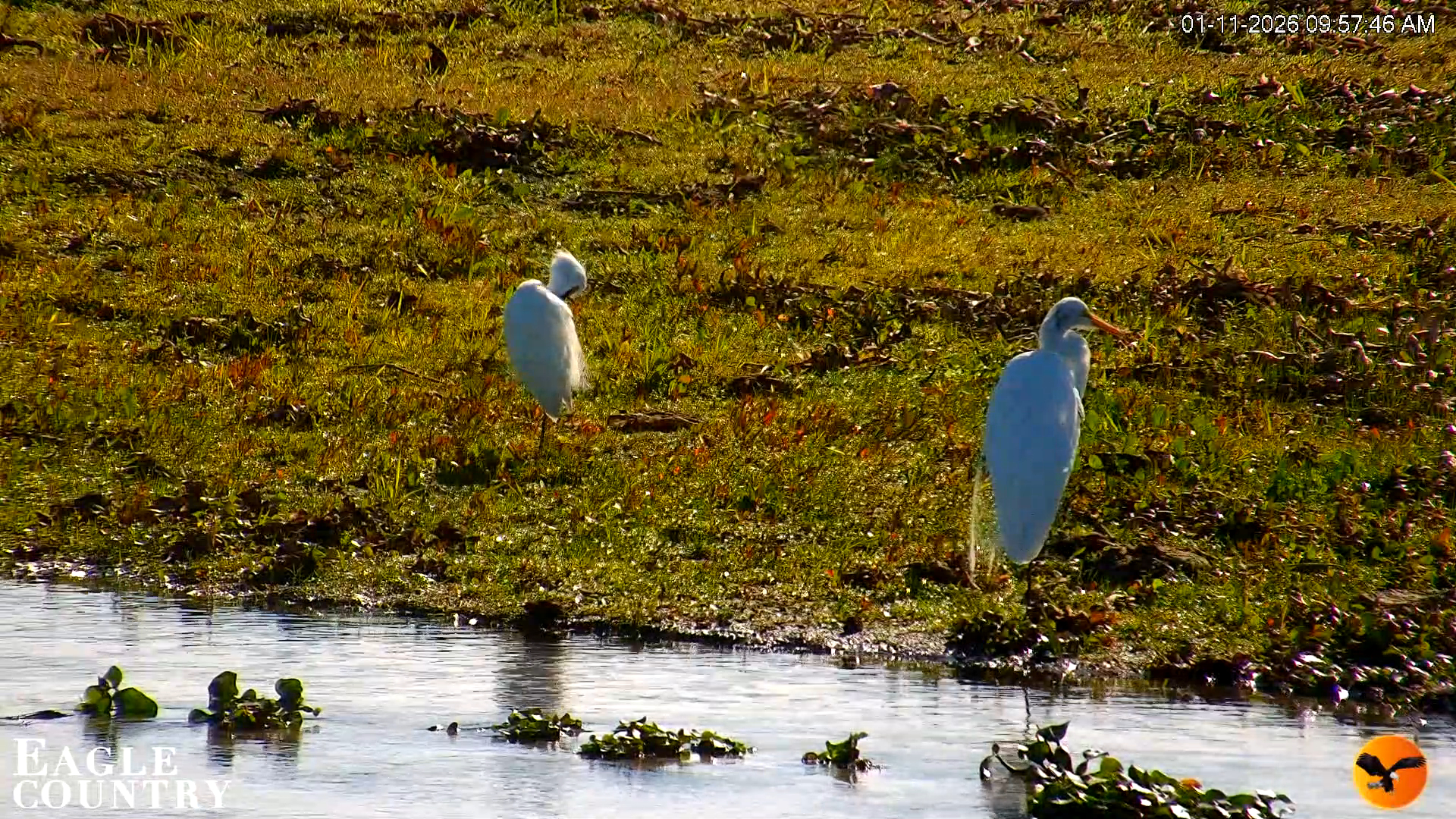 Snapshot of Southwest Florida River Wildlife Live Cams taken Jan 11, 2026, 9:59am EST