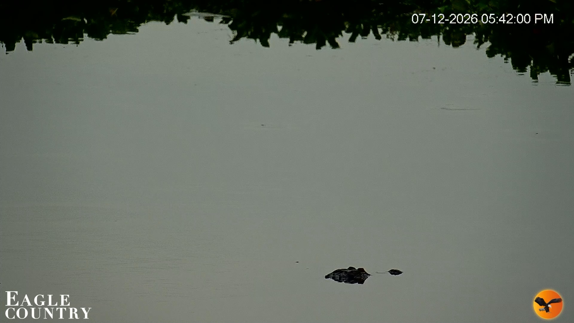 Snapshot of Southwest Florida River Wildlife Live Cams taken Jul 12, 2026, 5:42pm EDT