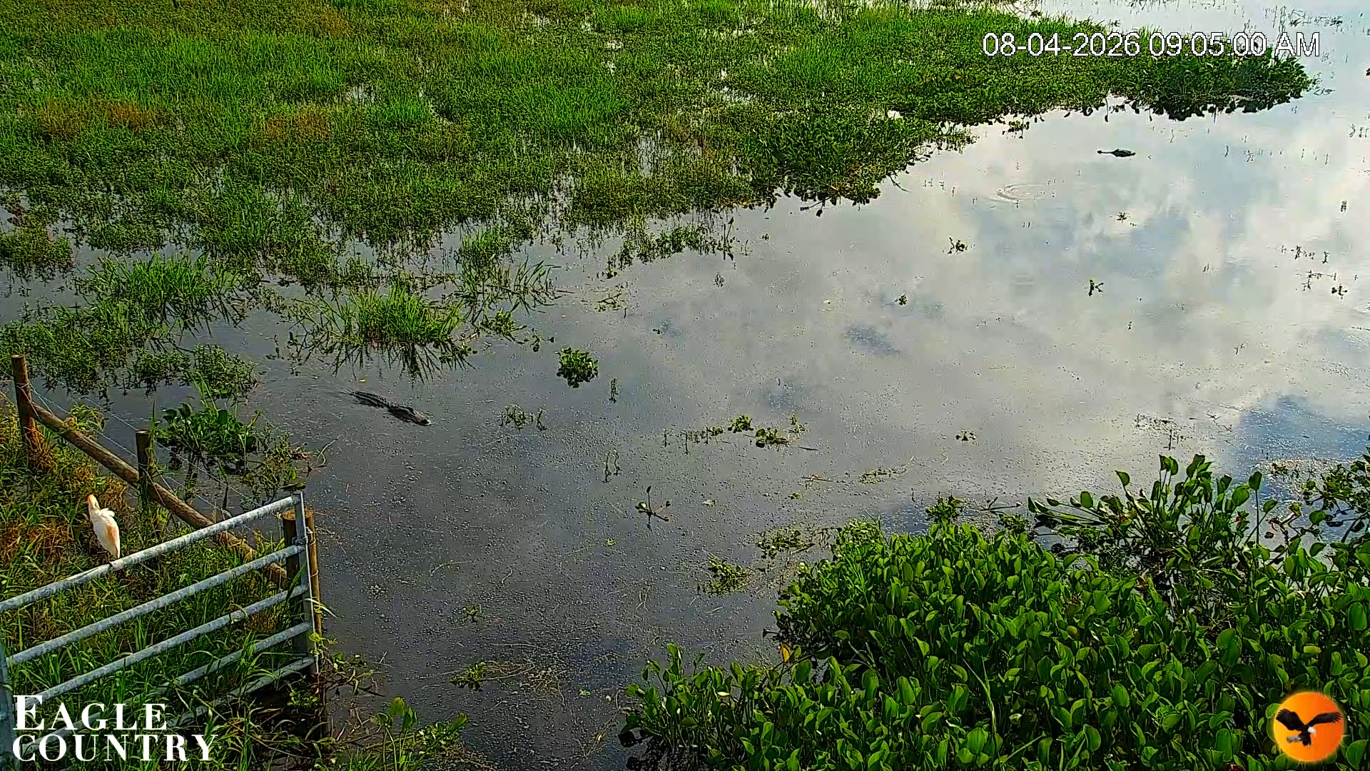 Snapshot of Southwest Florida River Wildlife Live Cams taken Aug 4, 2026, 9:05am EDT
