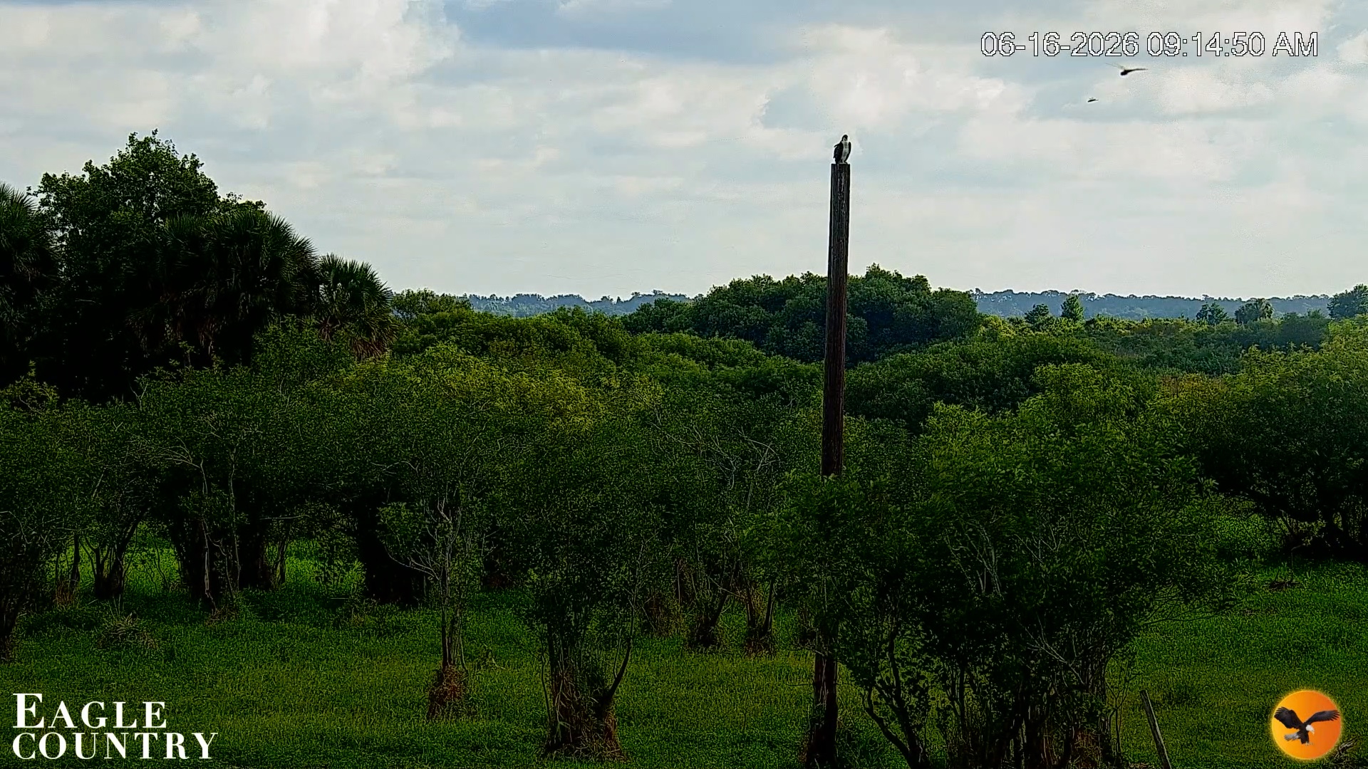 Snapshot of Southwest Florida River Wildlife Live Cams taken Jun 16, 2026, 9:16am EDT