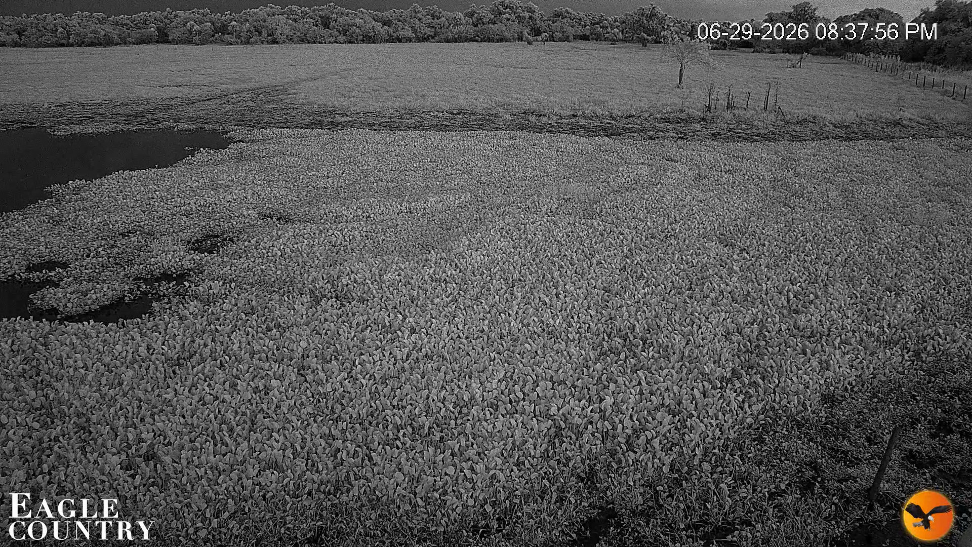 Snapshot of Southwest Florida River Wildlife Live Cams taken Jun 29, 2026, 8:38pm EDT