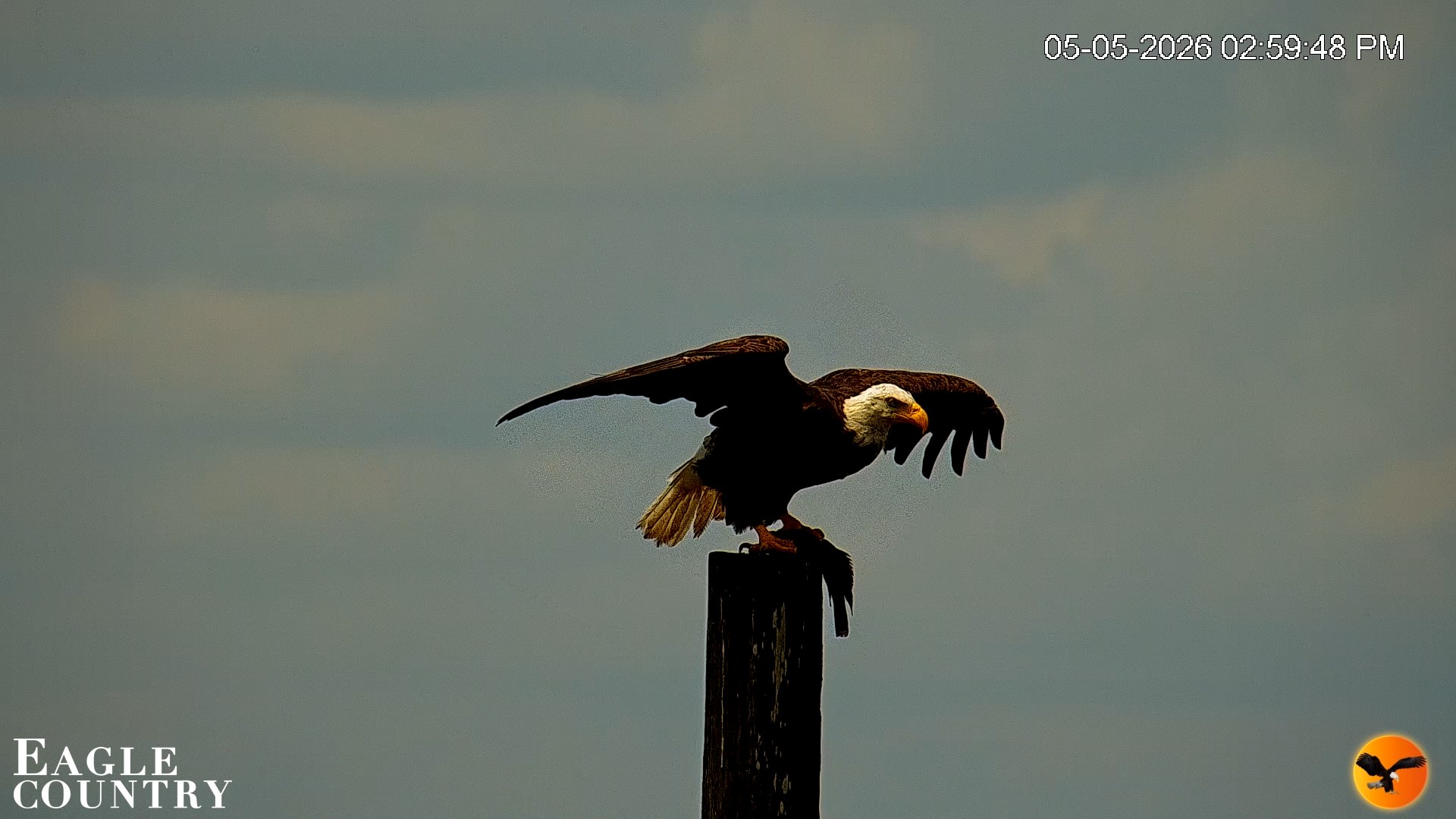 Snapshot of Southwest Florida River Wildlife Live Cams taken May 5, 2026, 5:38pm EDT