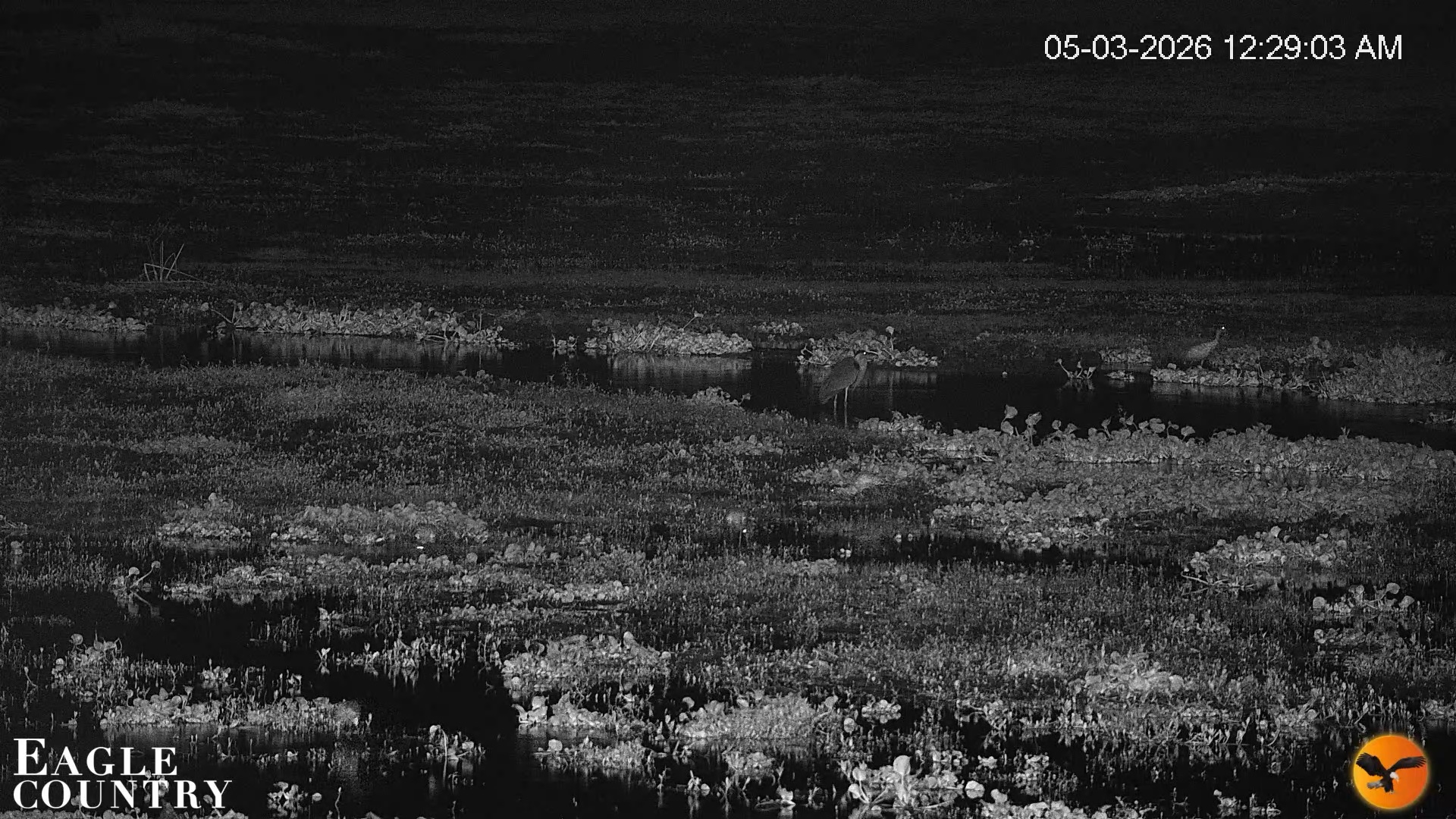 Snapshot of Southwest Florida River Wildlife Live Cams taken May 3, 2026, 12:30am EDT