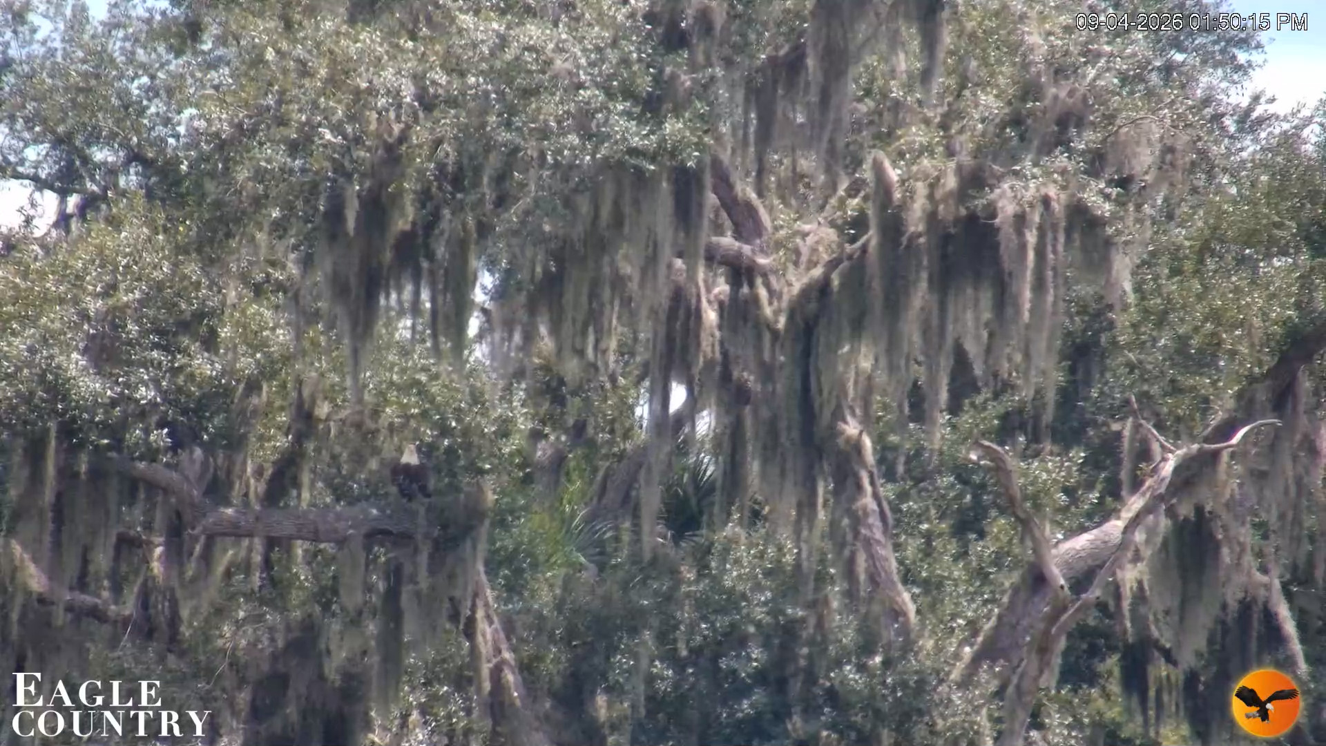 Snapshot of Southwest Florida River Wildlife Live Cams taken Sep 4, 2026, 1:50pm EDT