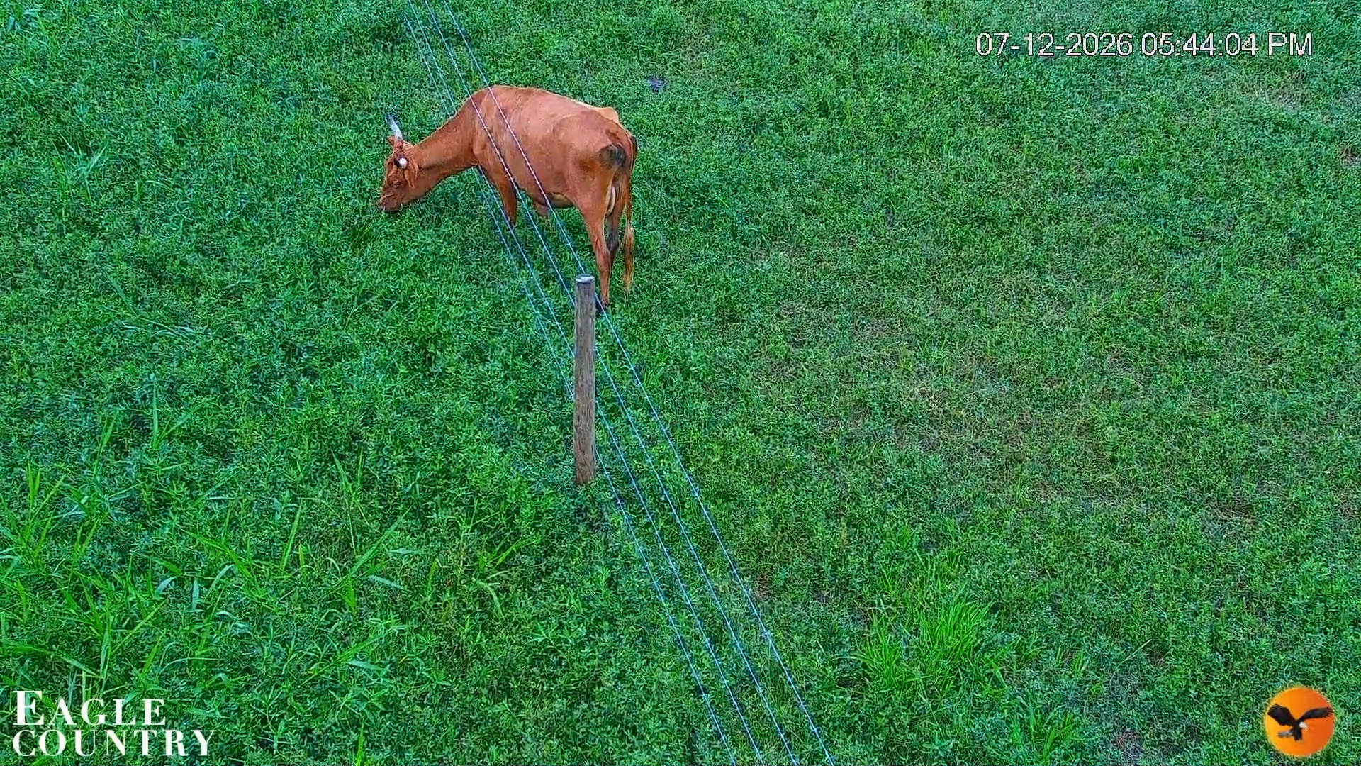 Snapshot of Southwest Florida River Wildlife Live Cams taken Jul 12, 2026, 5:44pm EDT