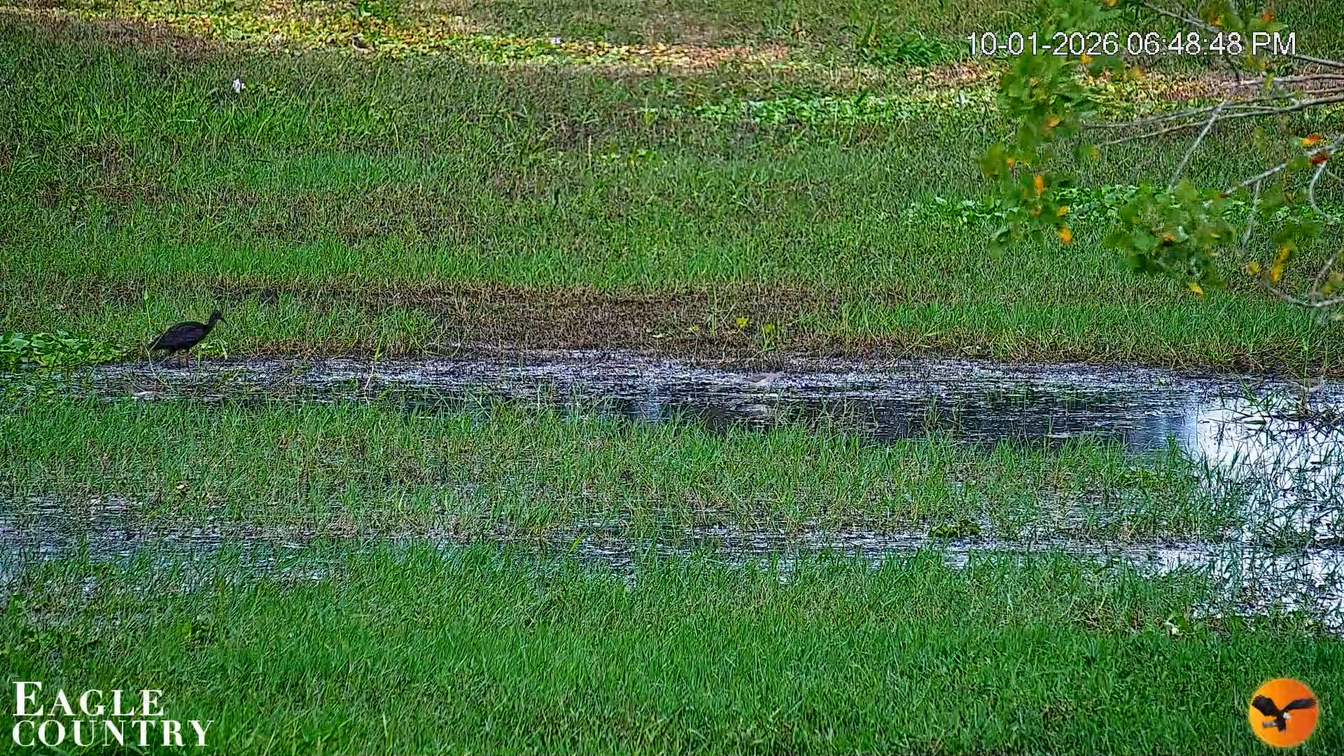 Snapshot of Southwest Florida River Wildlife Live Cams taken Oct 1, 2026, 6:49pm EDT