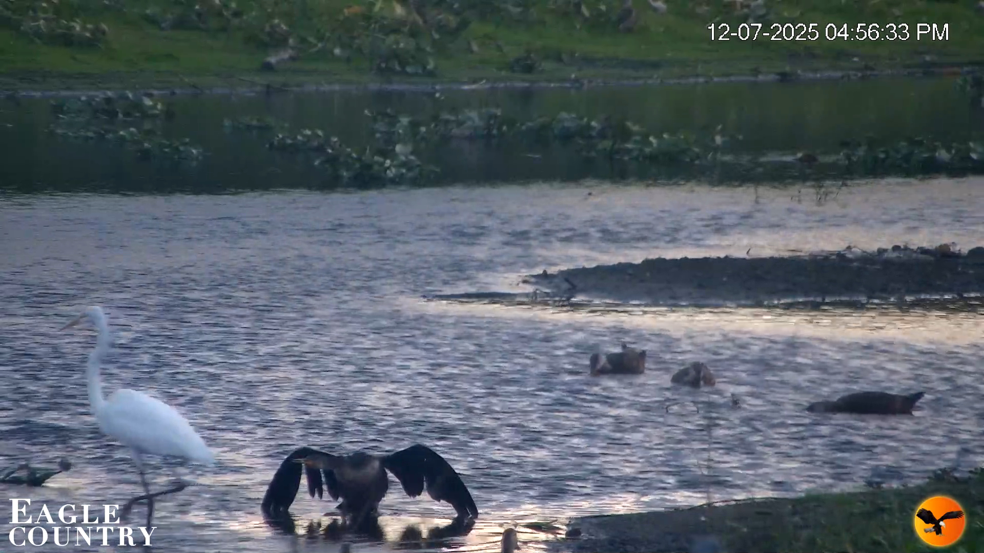 Snapshot of Southwest Florida River Wildlife Live Cams taken Dec 7, 2025, 4:57pm EST