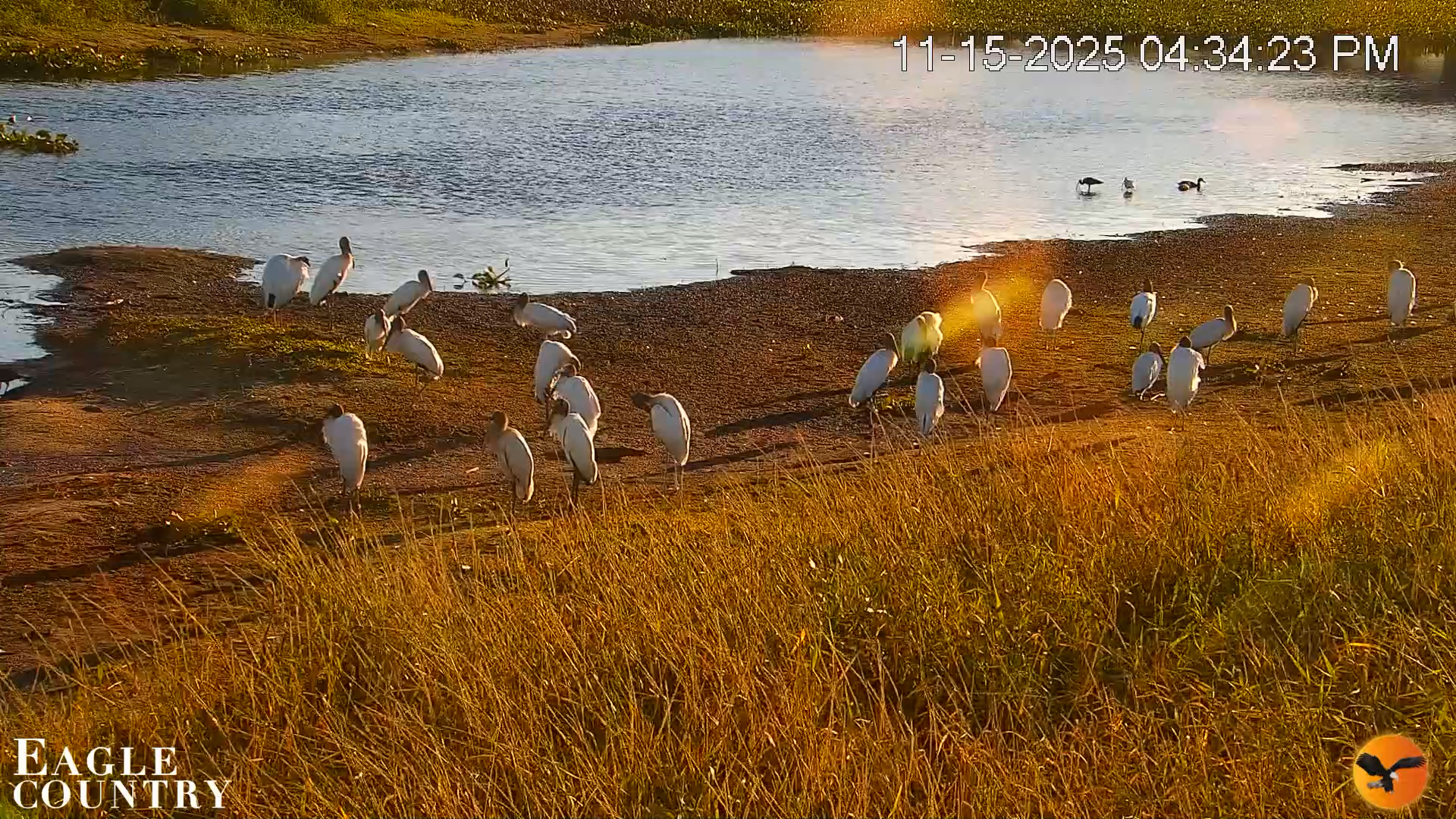 Snapshot of Southwest Florida River Wildlife Live Cams taken Nov 15, 2025, 4:35pm EST