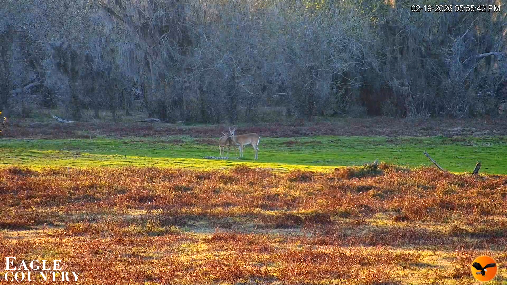 Snapshot of Southwest Florida River Wildlife Live Cams taken Feb 19, 2026, 5:56pm EST