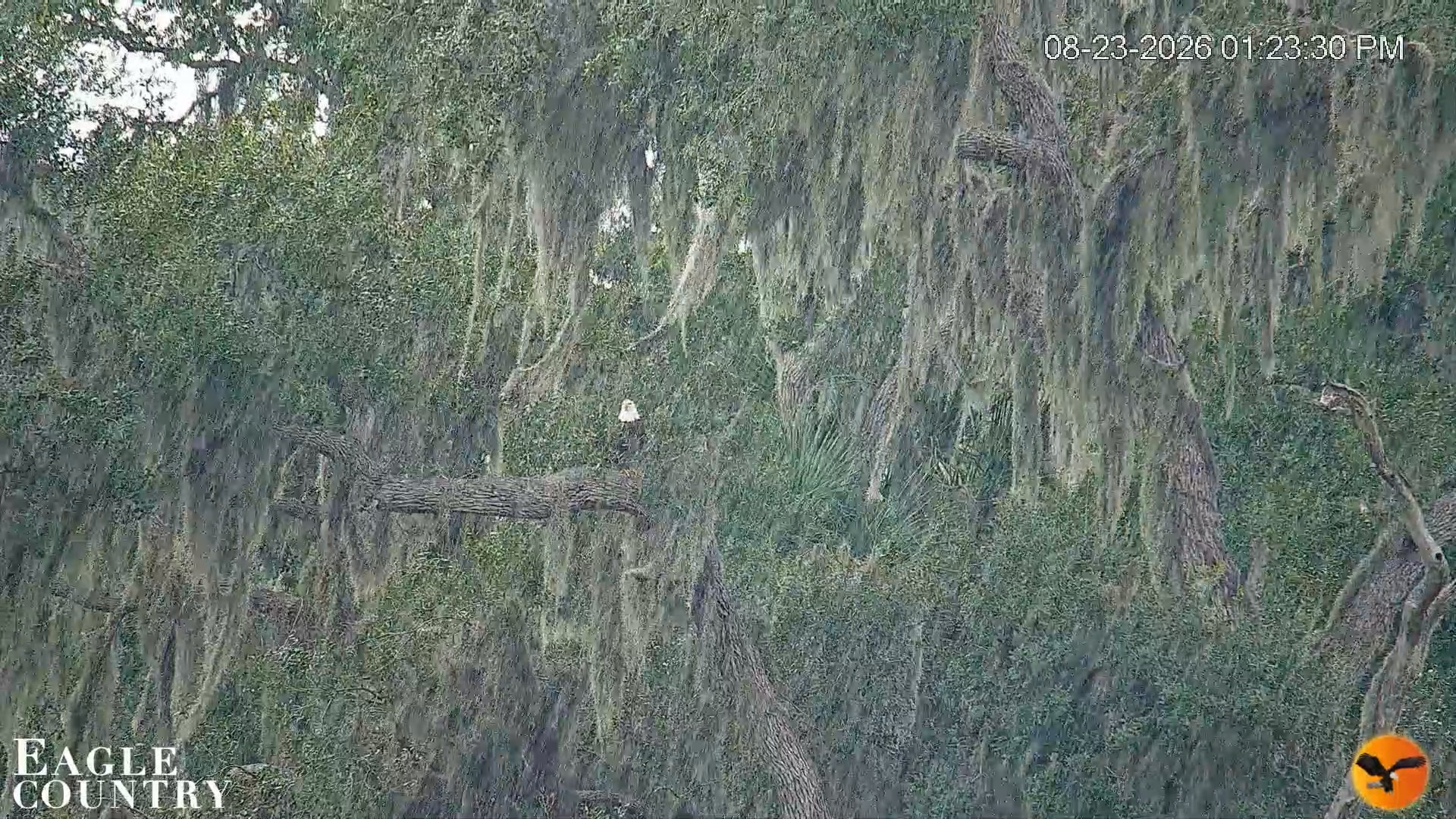 Snapshot of Southwest Florida River Wildlife Live Cams taken Aug 23, 2026, 1:24pm EDT