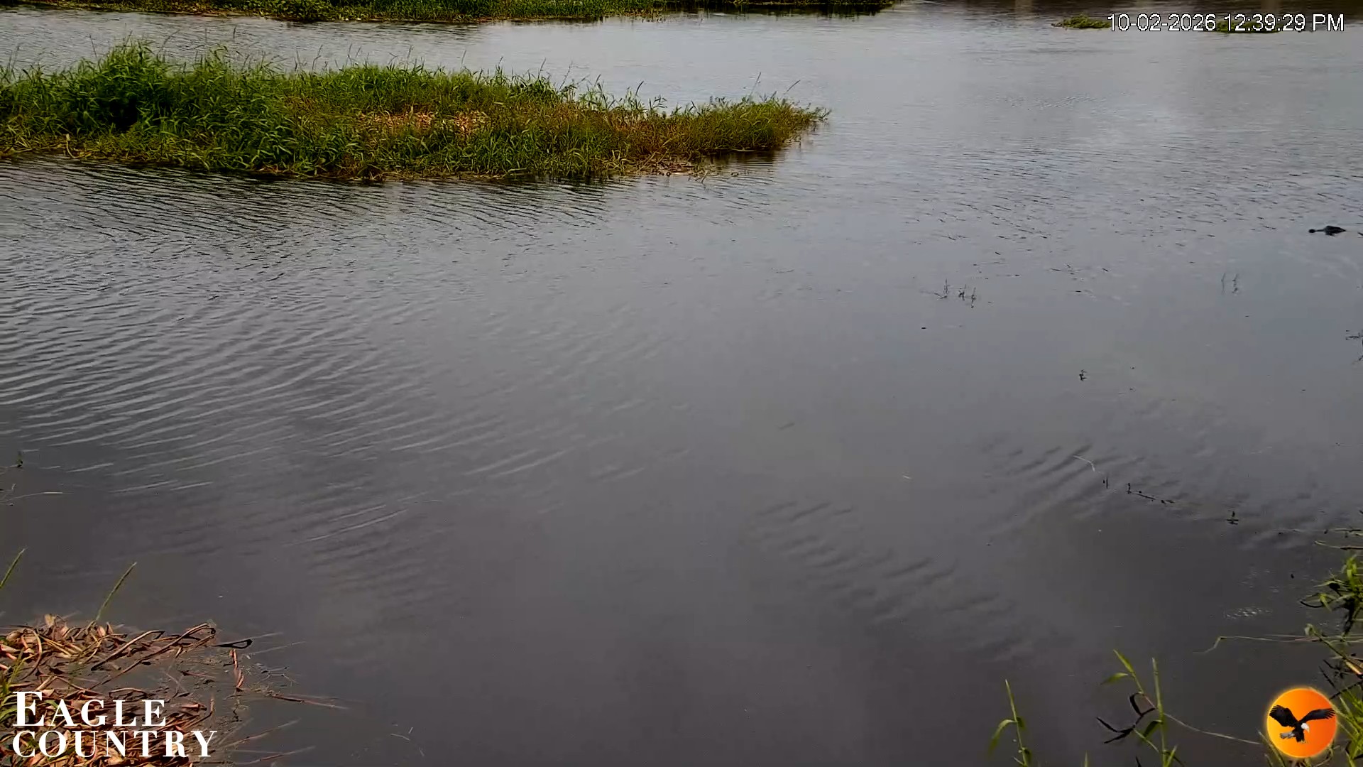Snapshot of Southwest Florida River Wildlife Live Cams taken Oct 2, 2026, 12:39pm EDT