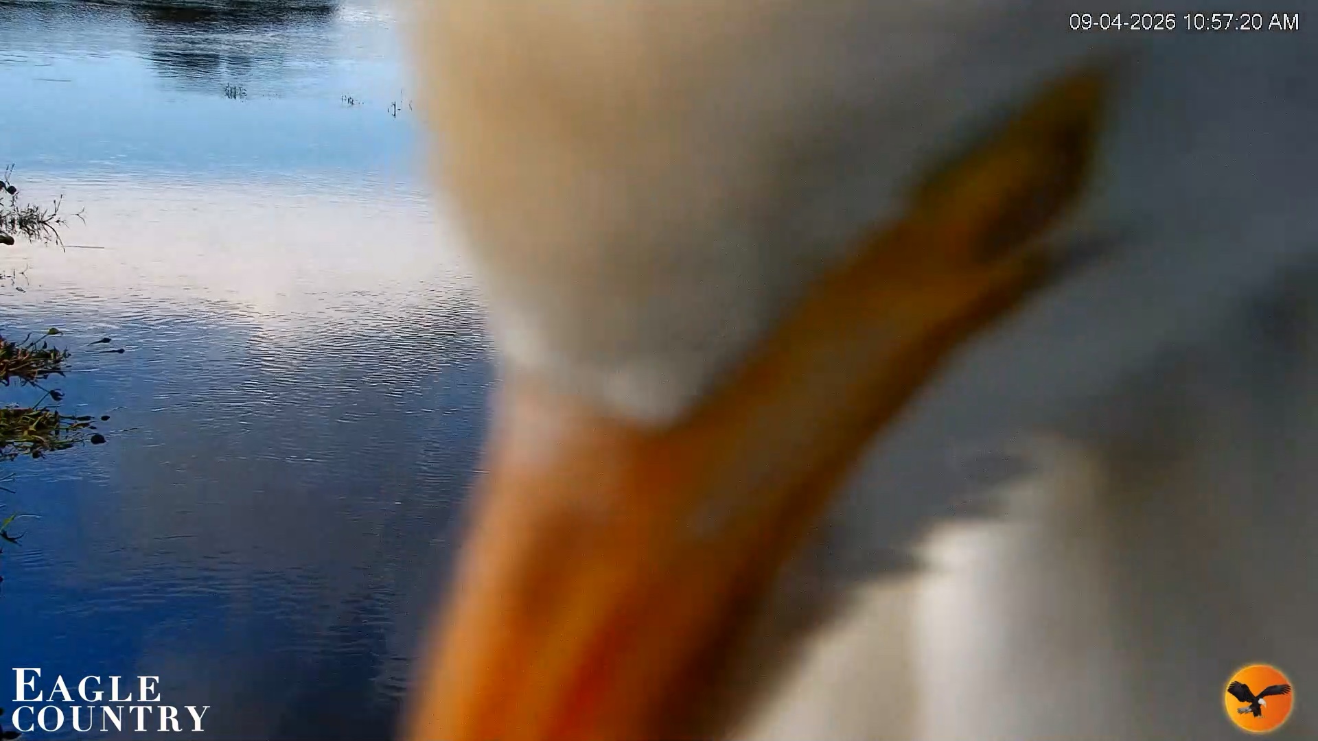 Snapshot of Southwest Florida River Wildlife Live Cams taken Sep 4, 2026, 10:58am EDT