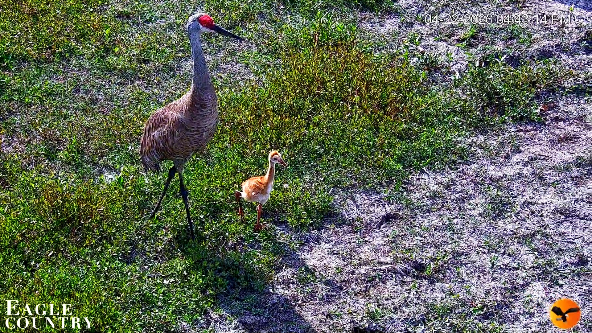 Snapshot of Southwest Florida River Wildlife Live Cams taken Apr 22, 2026, 8:19pm EDT