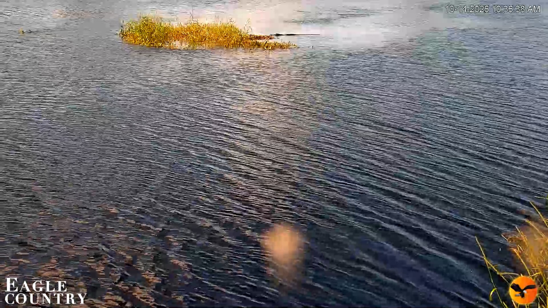 Snapshot of Southwest Florida River Wildlife Live Cams taken Oct 14, 2026, 10:36am EDT