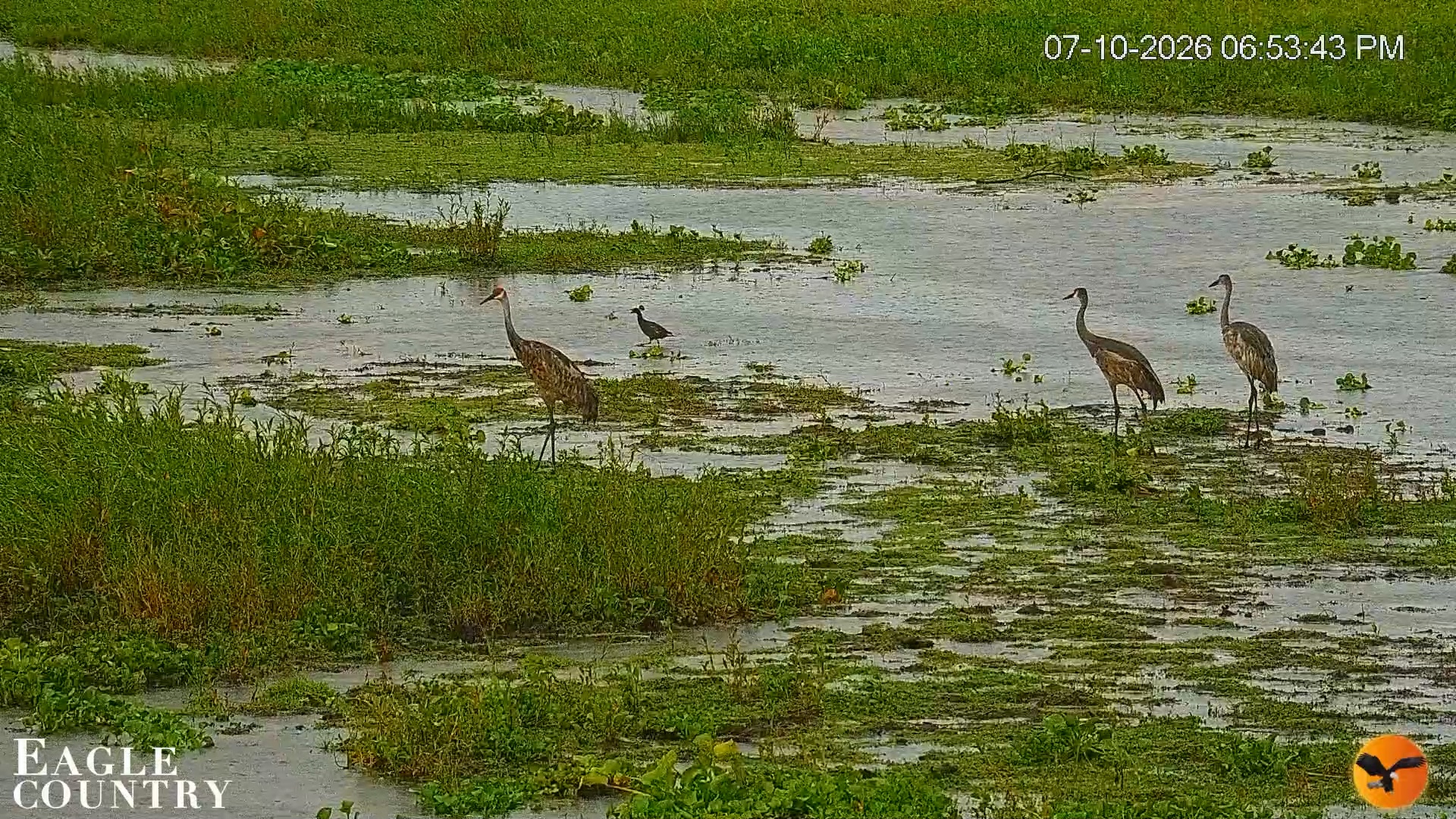 Snapshot of Southwest Florida River Wildlife Live Cams taken Jul 10, 2026, 6:54pm EDT