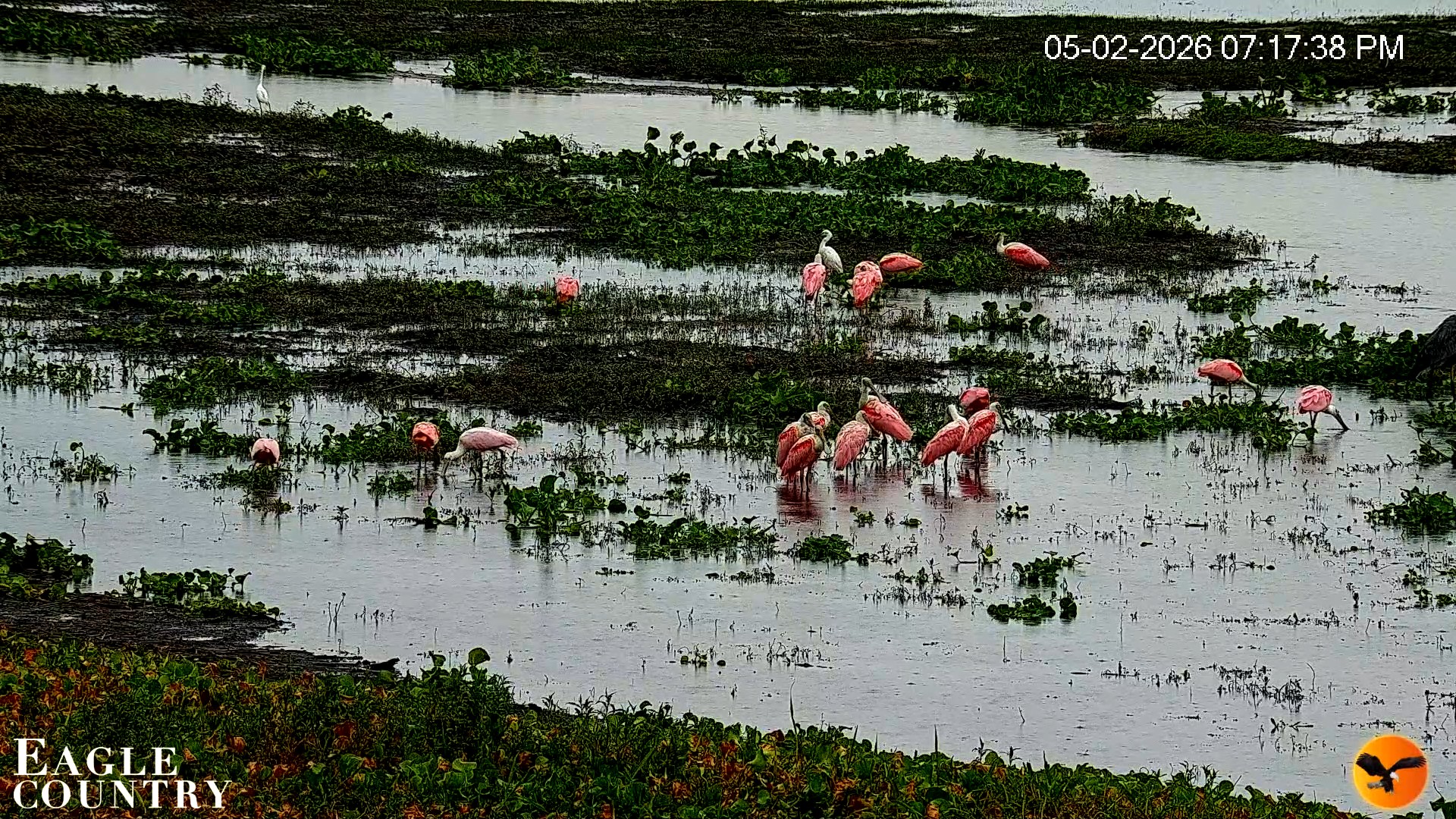 Snapshot of Southwest Florida River Wildlife Live Cams taken May 2, 2026, 7:48pm EDT