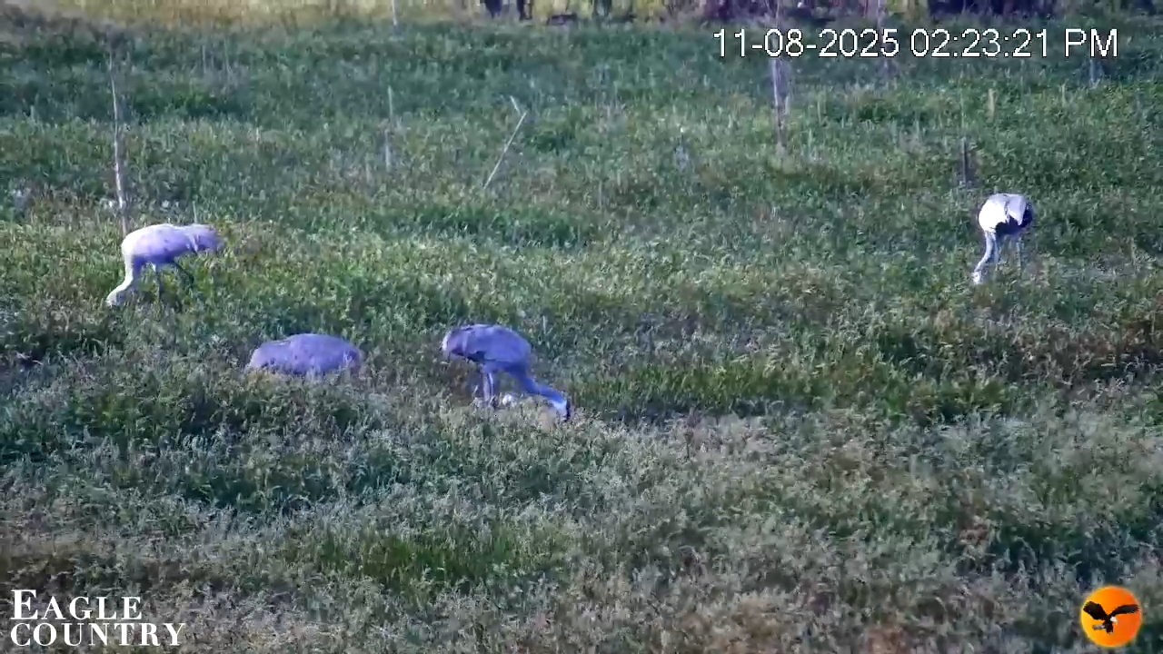 Snapshot of Southwest Florida River Wildlife Live Cams taken Nov 8, 2025, 2:24pm EST