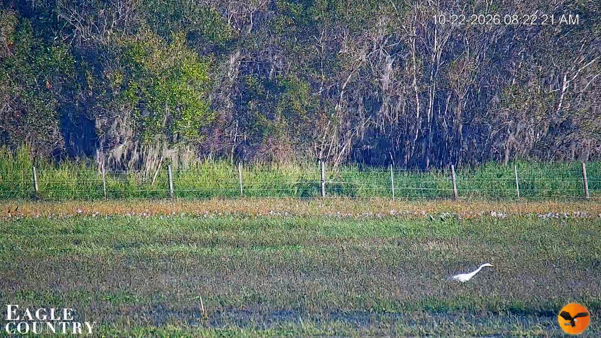 Snapshot of Southwest Florida River Wildlife Live Cams taken Oct 22, 2026, 8:23am EDT
