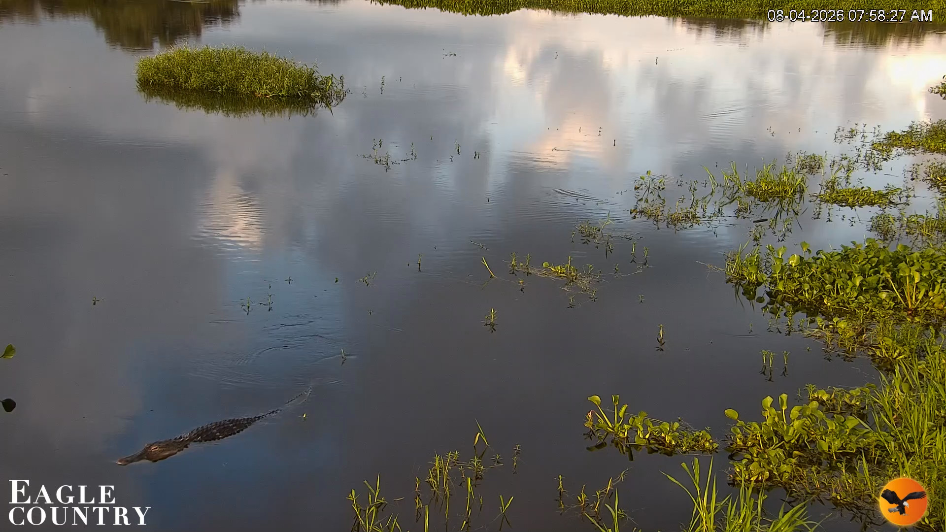 Snapshot of Southwest Florida River Wildlife Live Cams taken Aug 4, 2026, 7:58am EDT