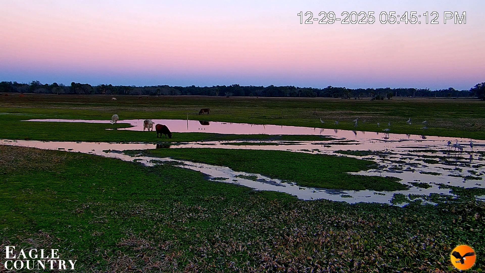 Snapshot of Southwest Florida River Wildlife Live Cams taken Dec 29, 2025, 5:45pm EST