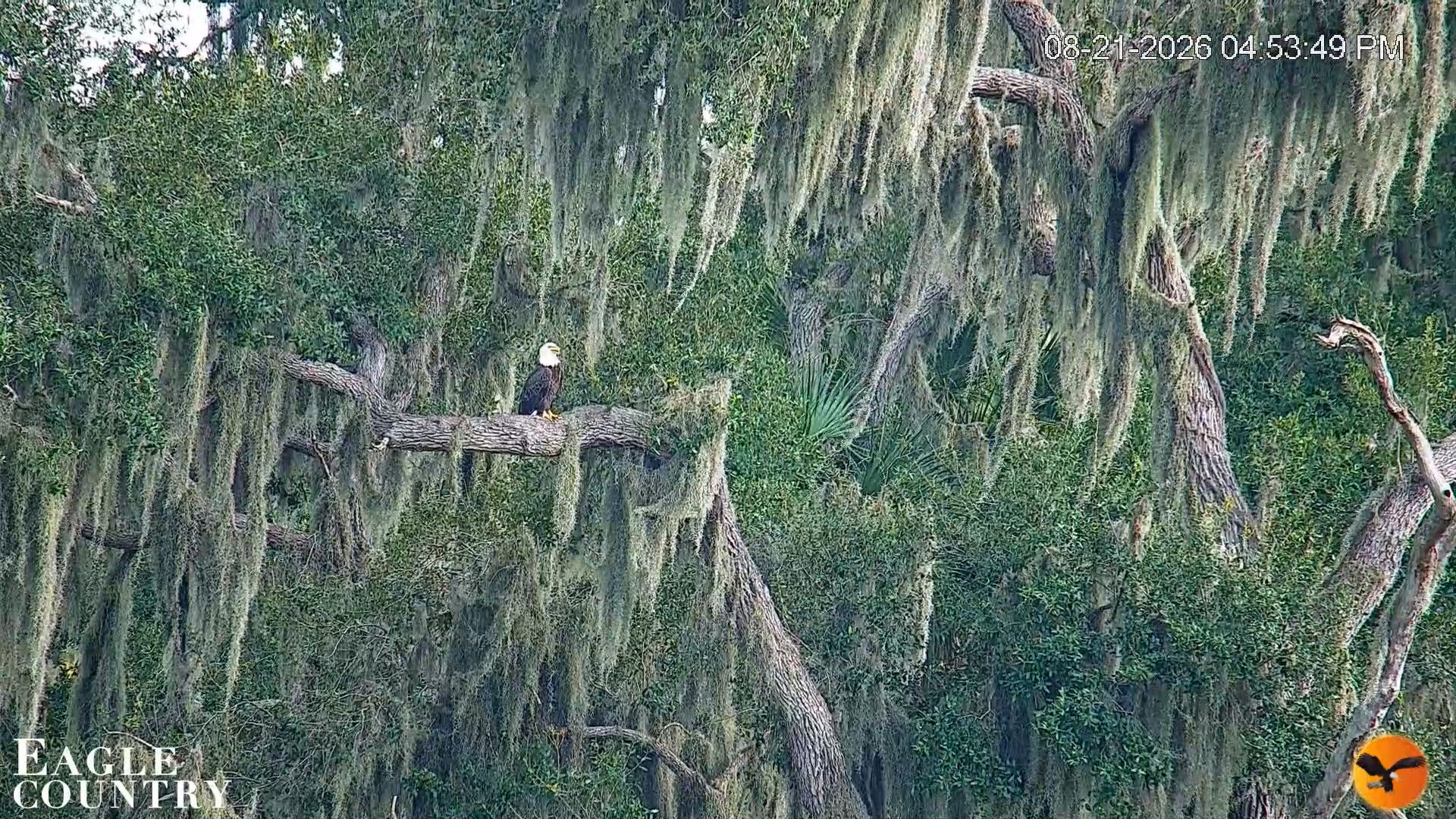 Snapshot of Southwest Florida River Wildlife Live Cams taken Aug 21, 2026, 4:54pm EDT