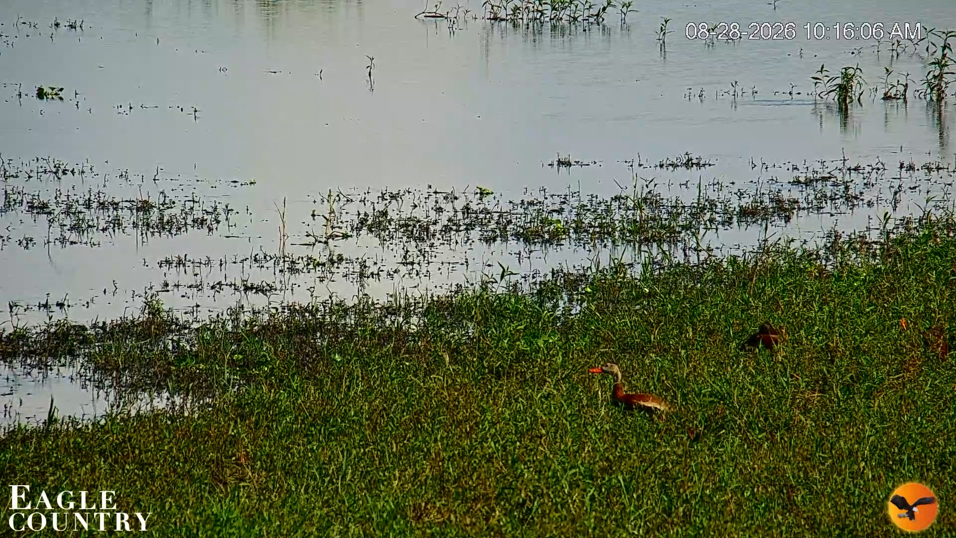 Snapshot of Southwest Florida River Wildlife Live Cams taken Aug 28, 2026, 10:17am EDT